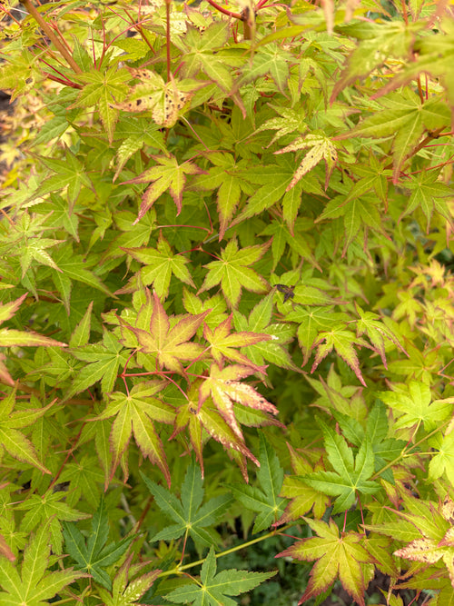 Acer Palmatum ‘Bihou’