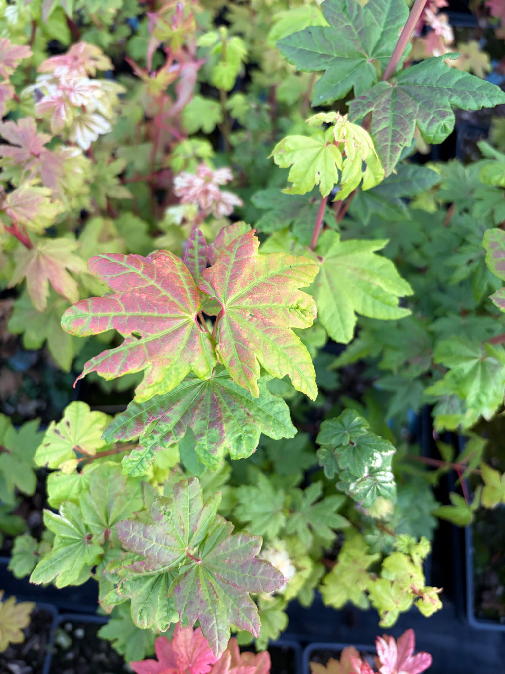Acer Circinatum ‘Lil Gem’