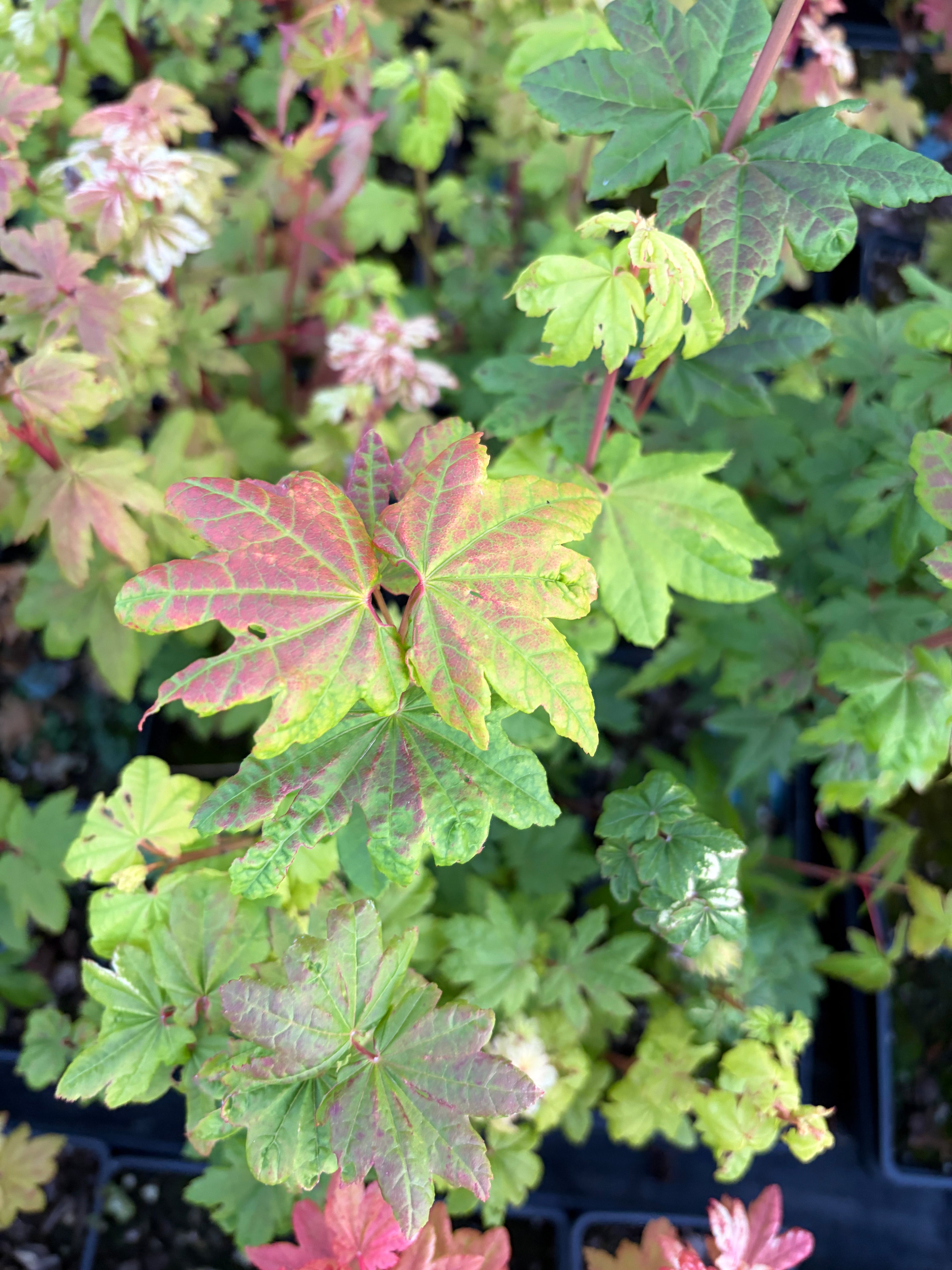 Acer Circinatum ‘Lil Gem’