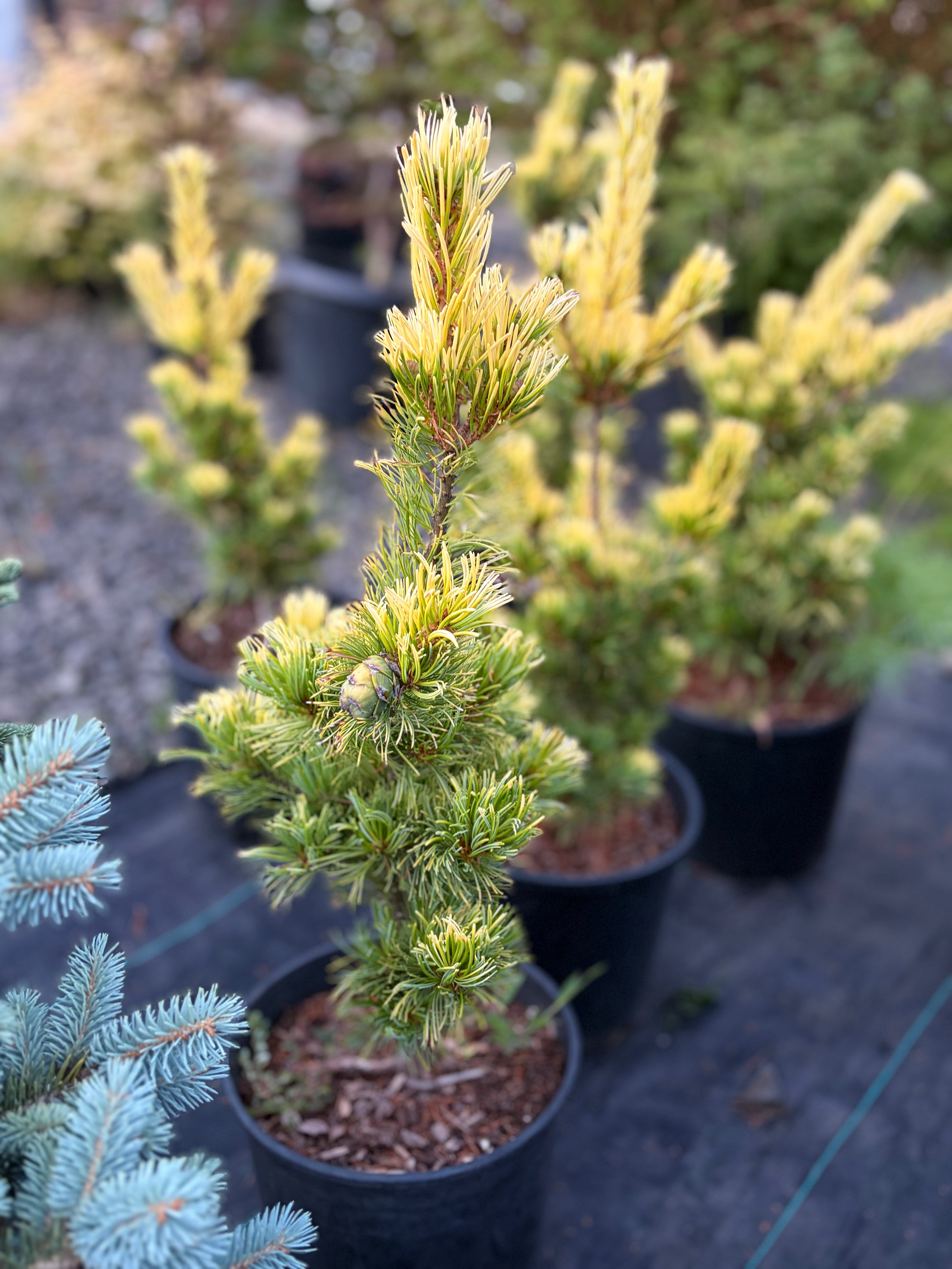 Pinus parviflora 'Goldilocks'