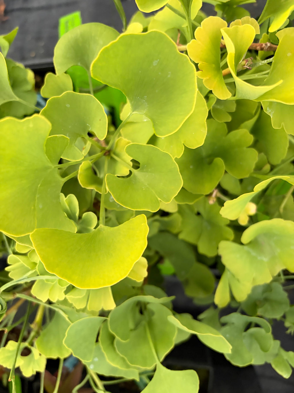 ginkgo biloba ‘mariken’