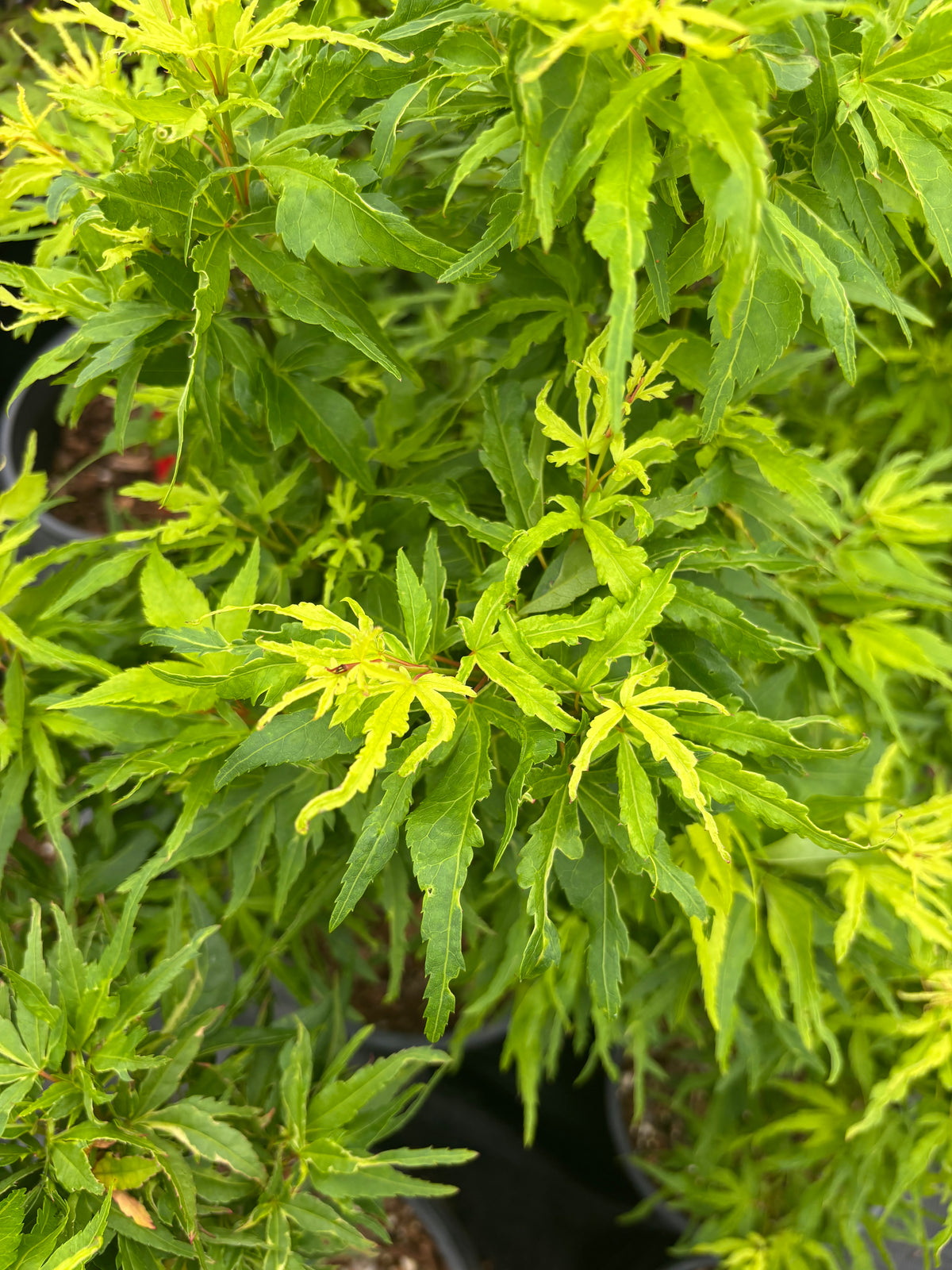 Cardinal Maple C.R.Maples