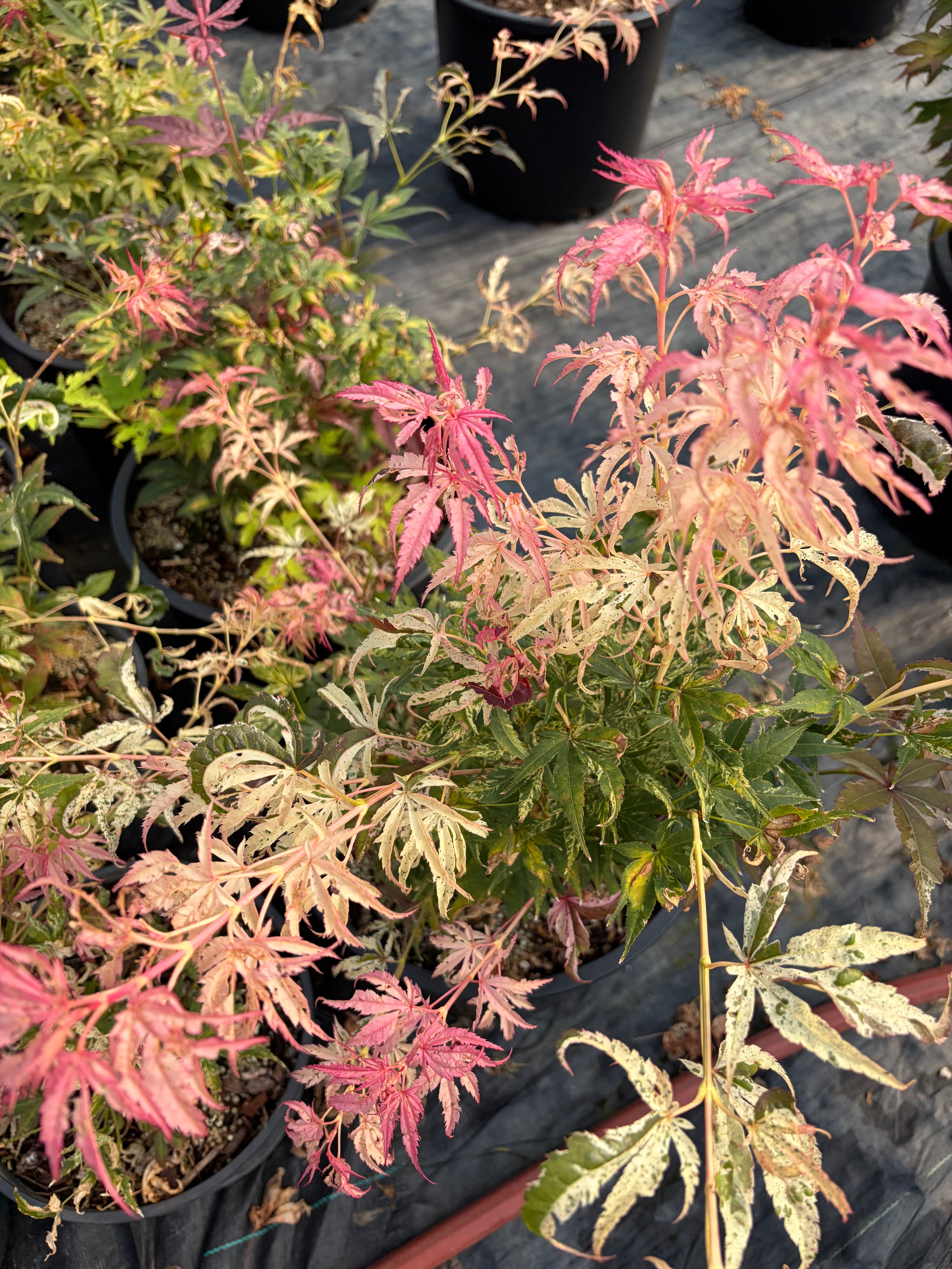 Acer Palmatum ‘Red Jaguar’