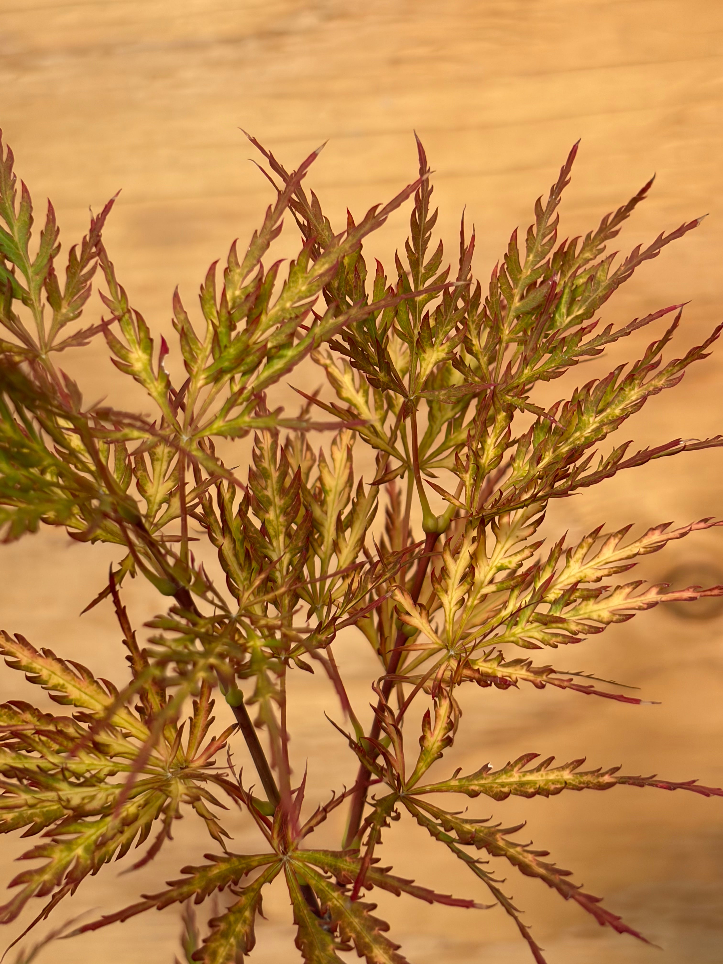 Acer Palmatum ‘Pink Filigree’