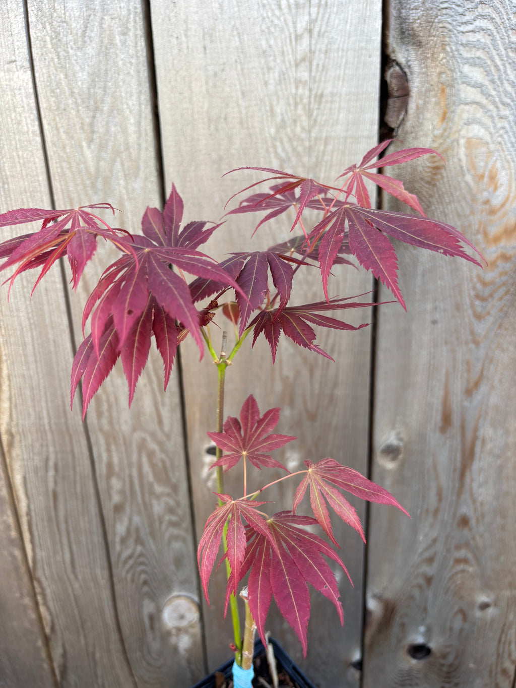 Acer Shirasawanum 'Royalty'