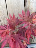 Acer Shirasawanum 'Royalty'