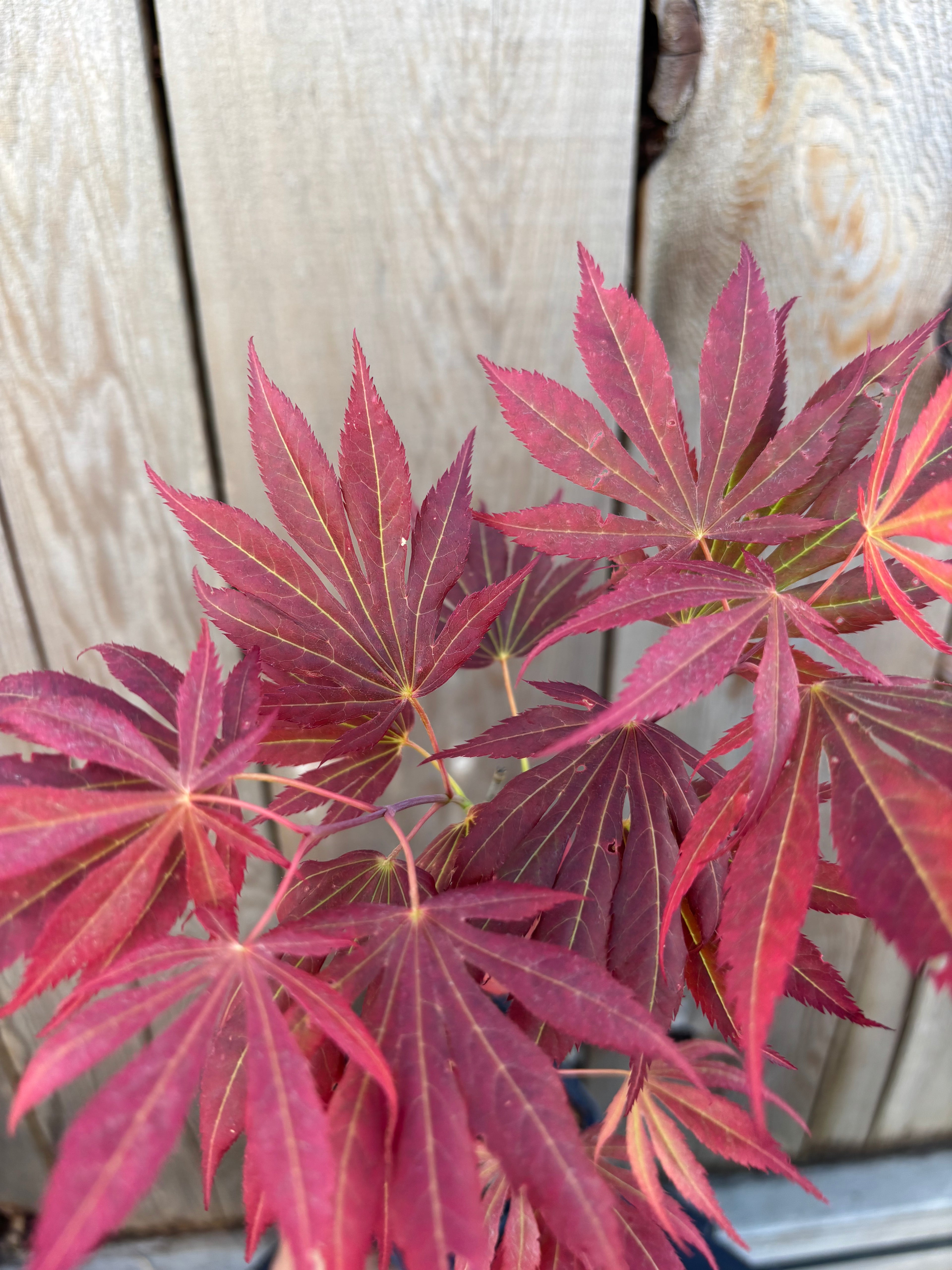 Acer Shirasawanum 'Royalty'