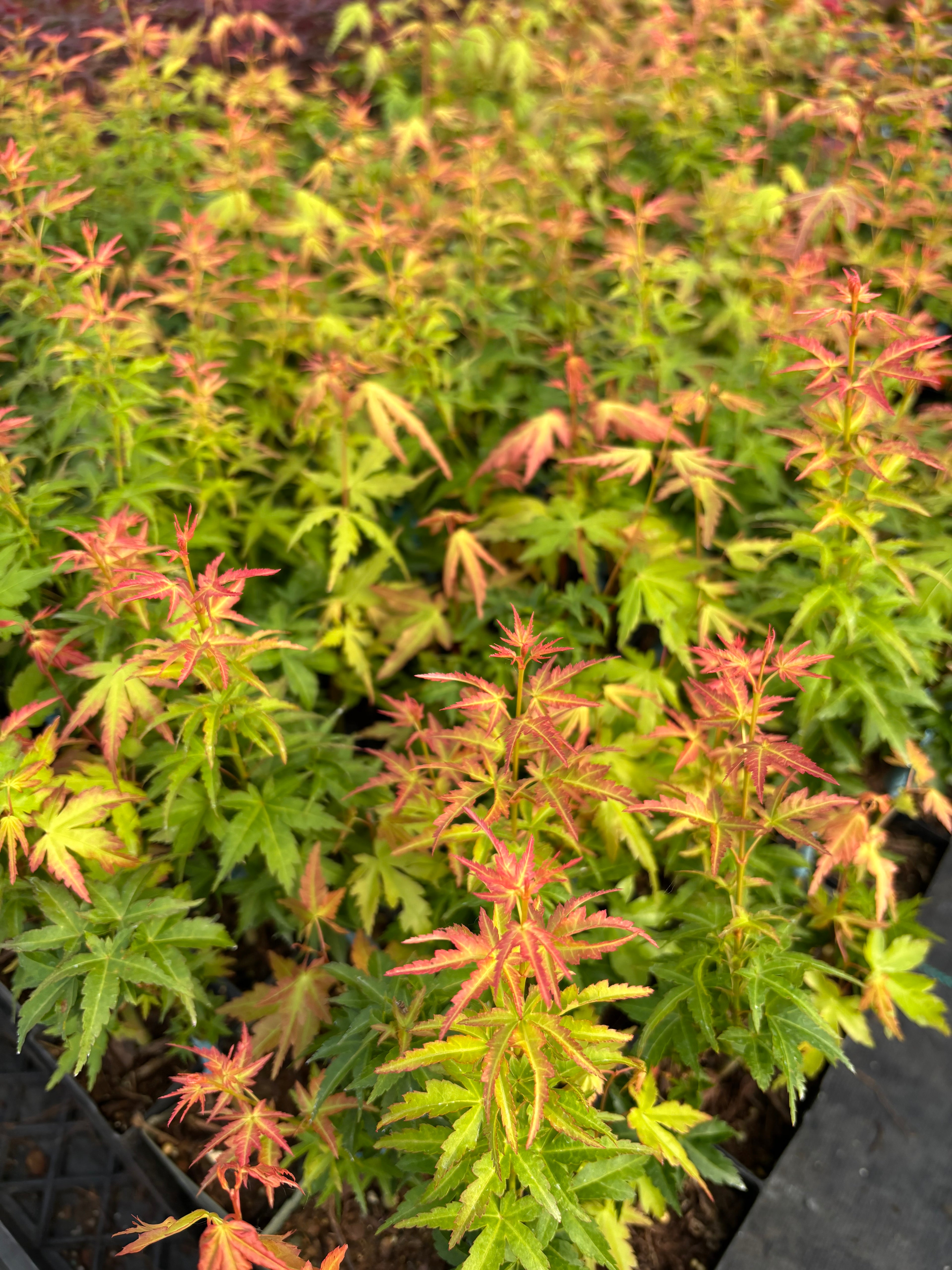 Acer Palmatum ‘Abigail Rose’