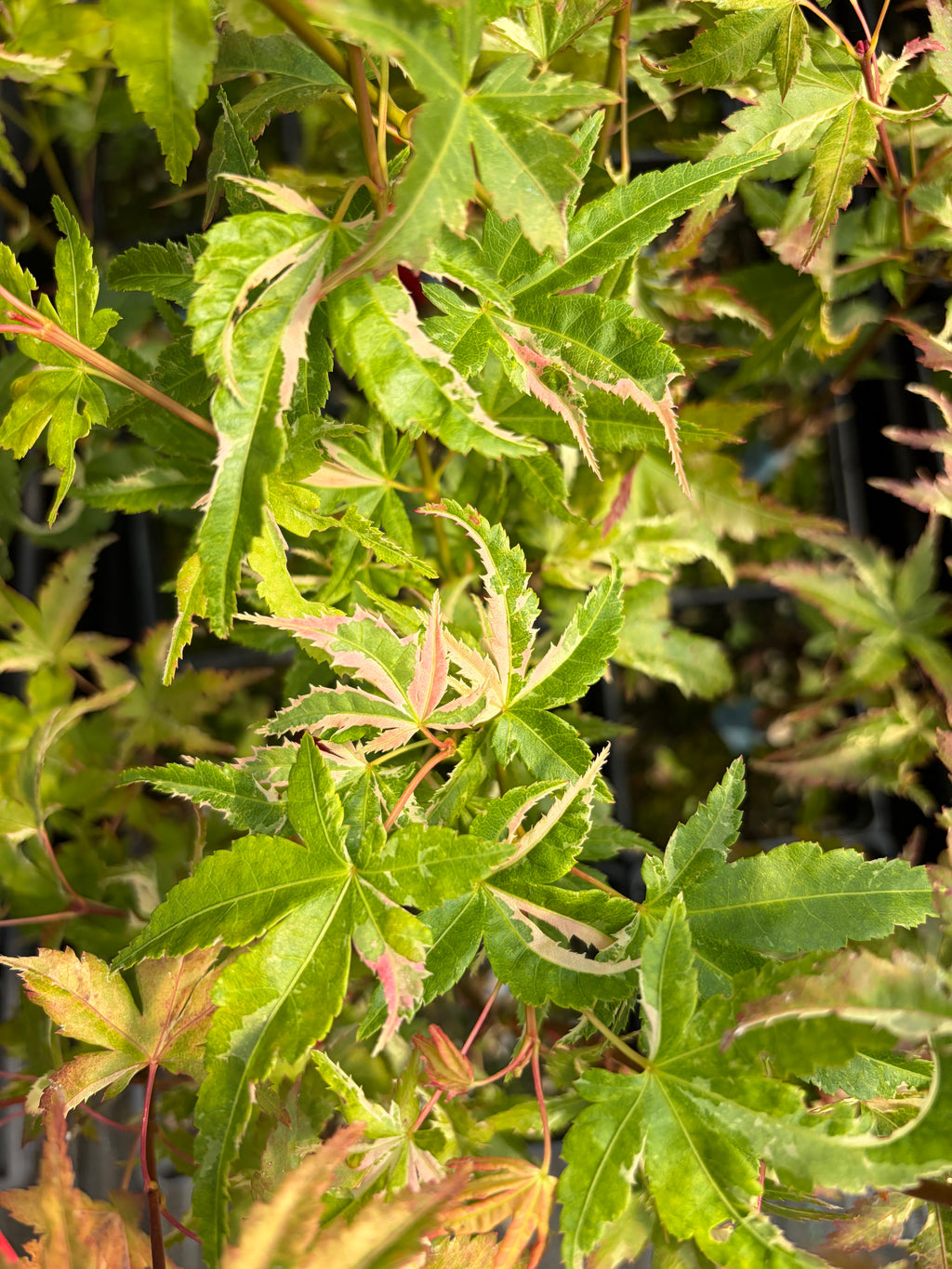 Acer Palmatum ‘Kasen Nishiki’