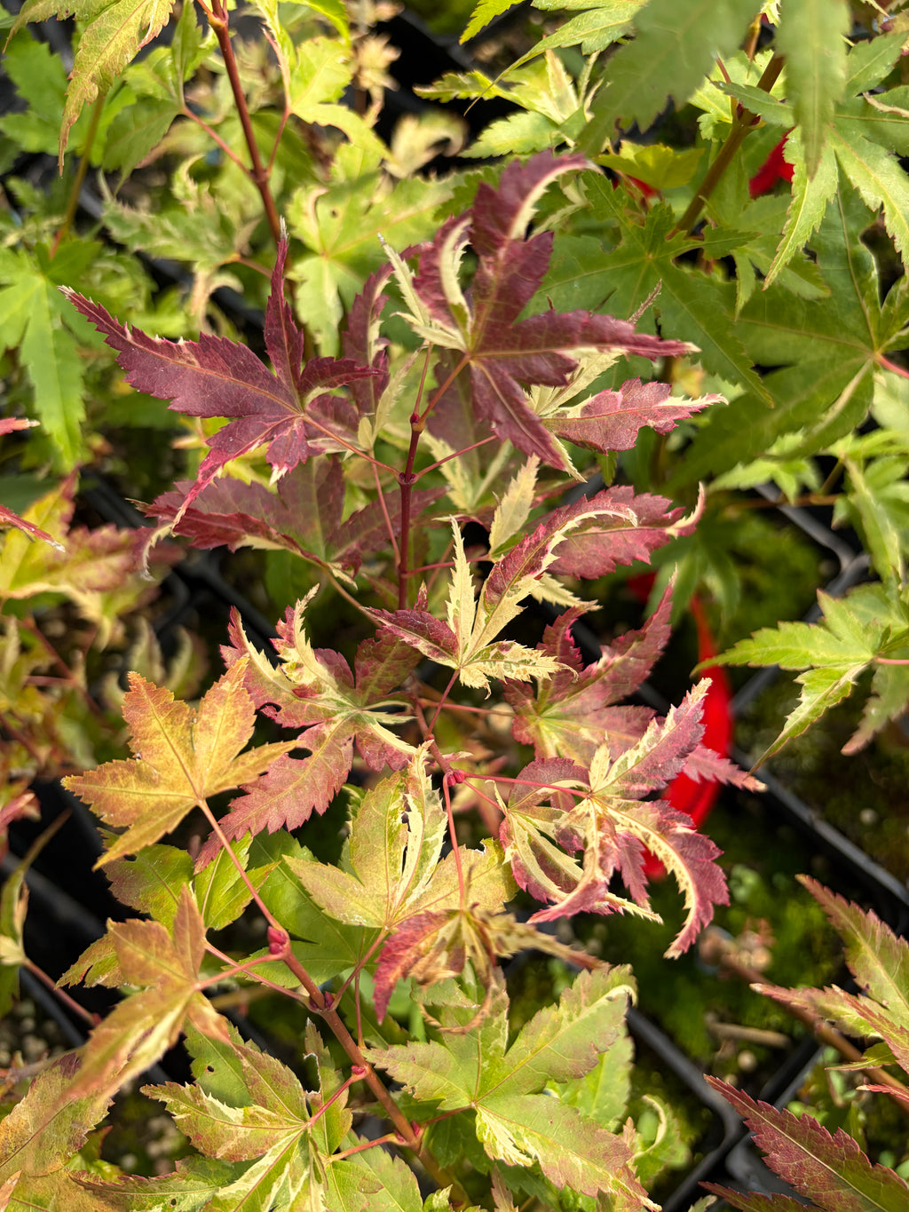Acer Palmatum ‘Kasen Nishiki’