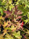 Acer Palmatum ‘Kasen Nishiki’