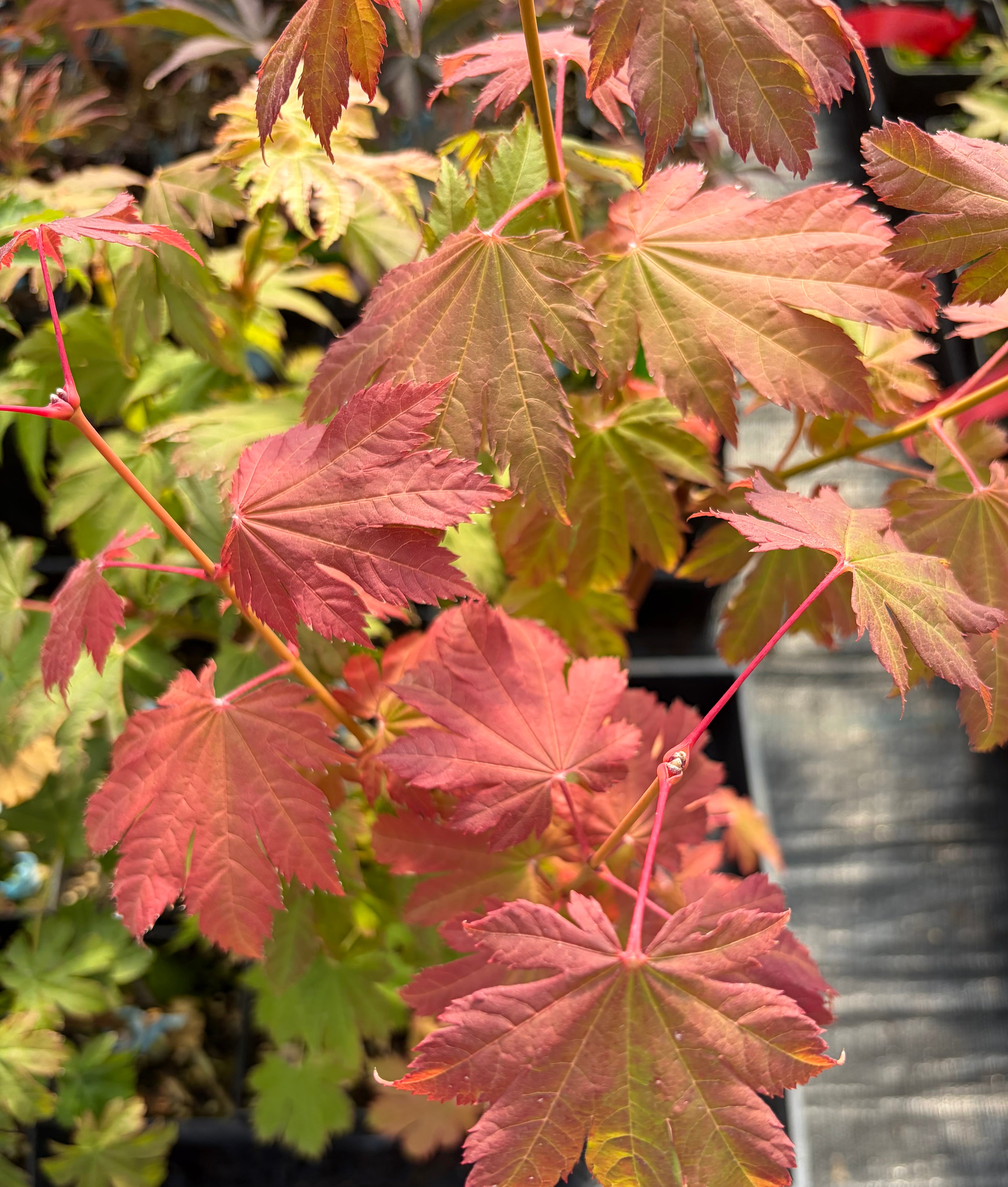 Acer Japonicum ‘Indian Summer’
