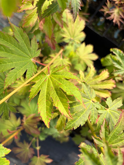 Acer Japonicum ‘Indian Summer’