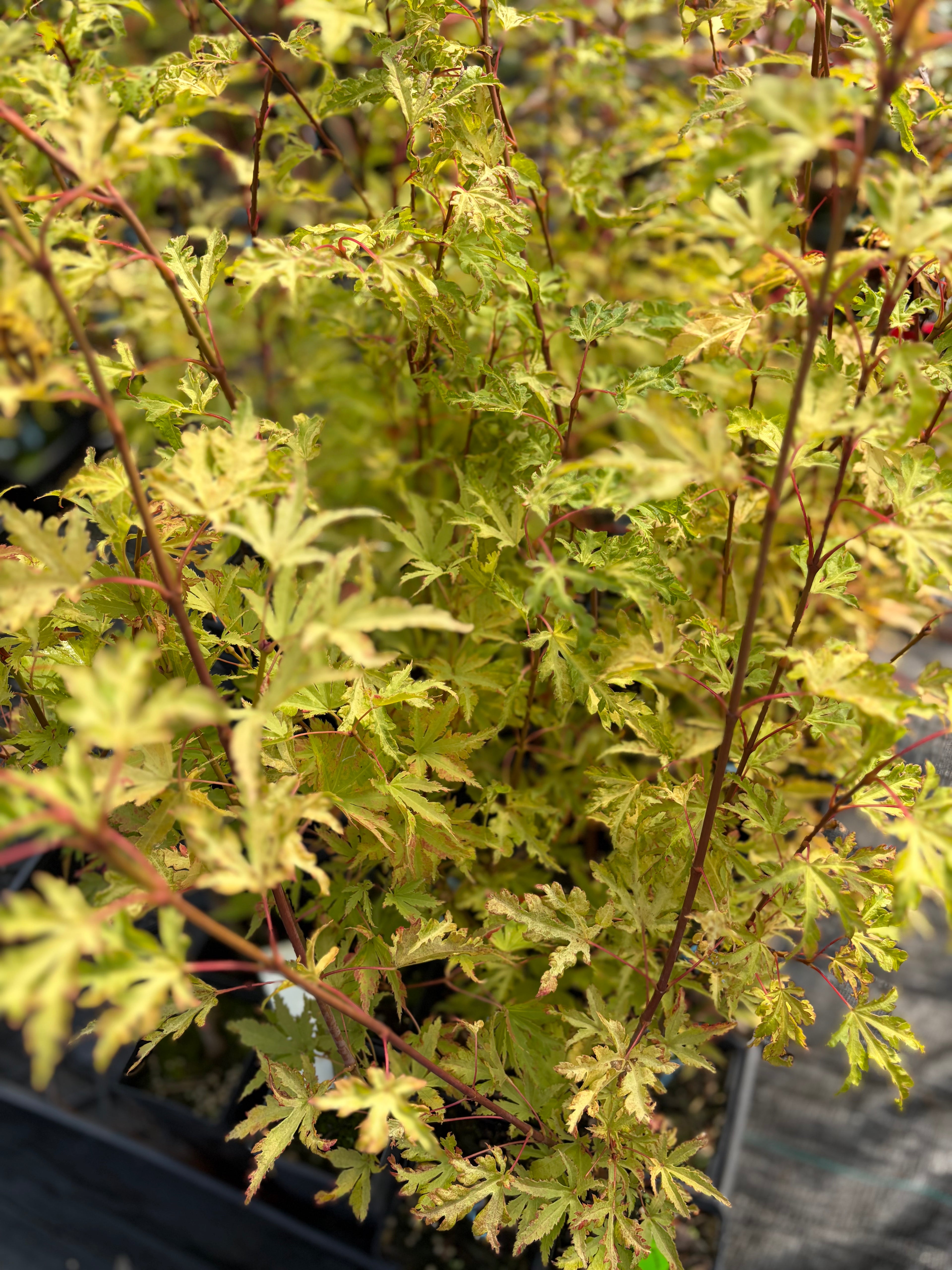 Acer Palmatum ‘Anne-Irene’