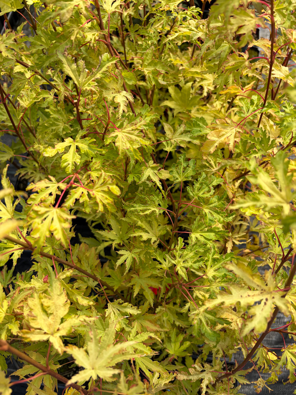 Acer Palmatum ‘Anne-Irene’