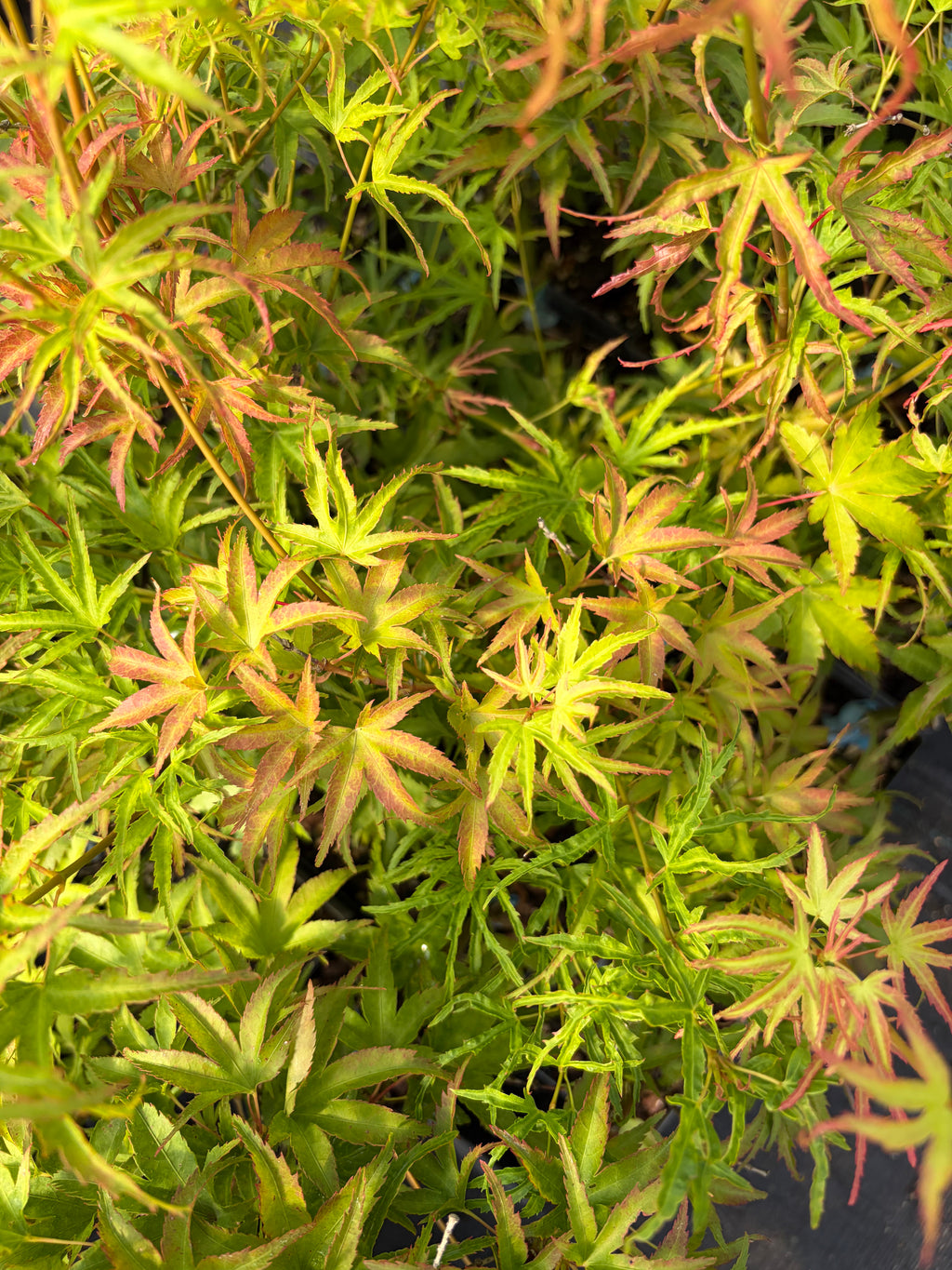 Acer Palmatum ‘Kamagata’