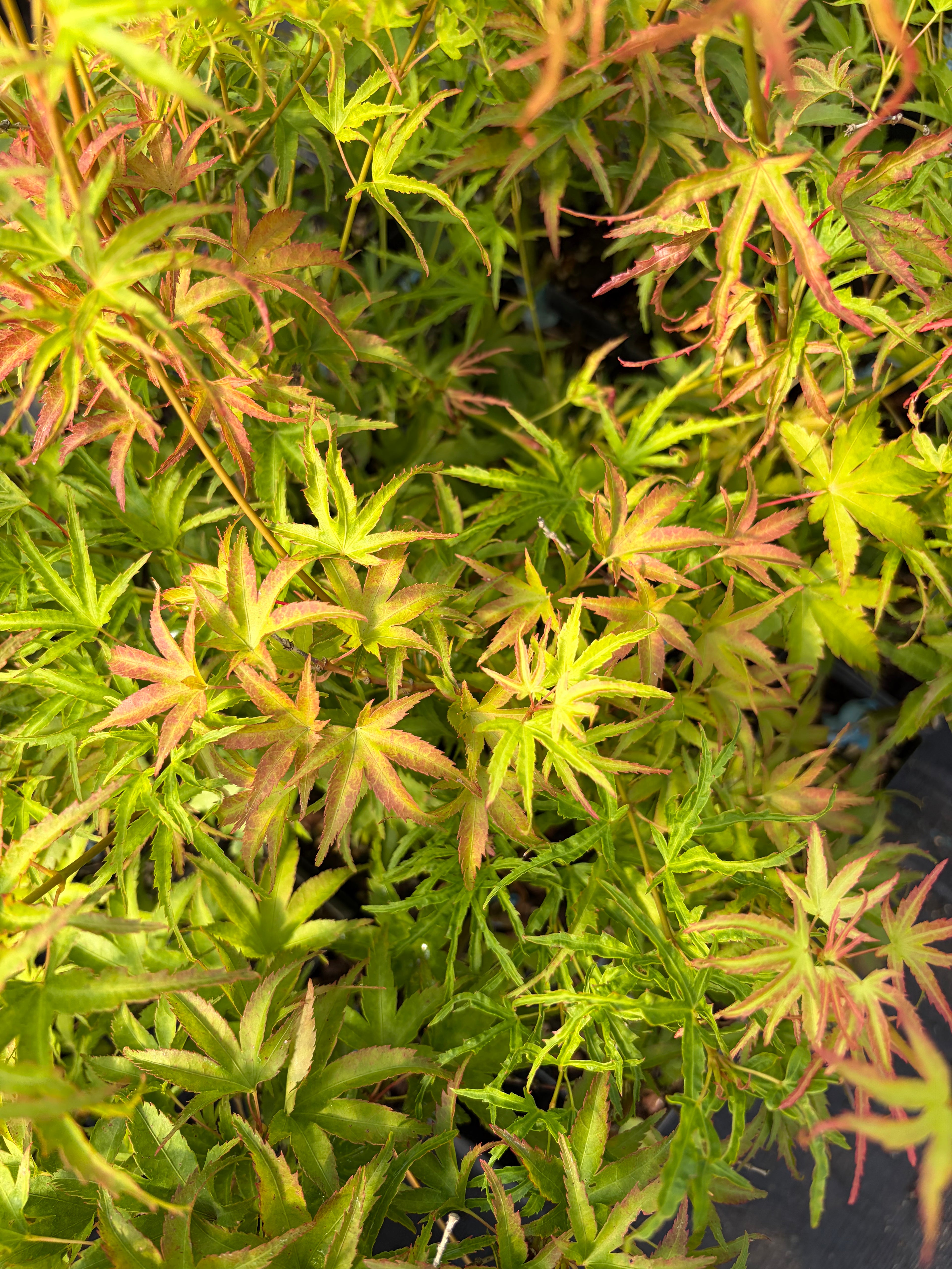 Acer Palmatum ‘Kamagata’