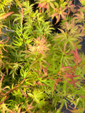 Acer Palmatum ‘Kamagata’