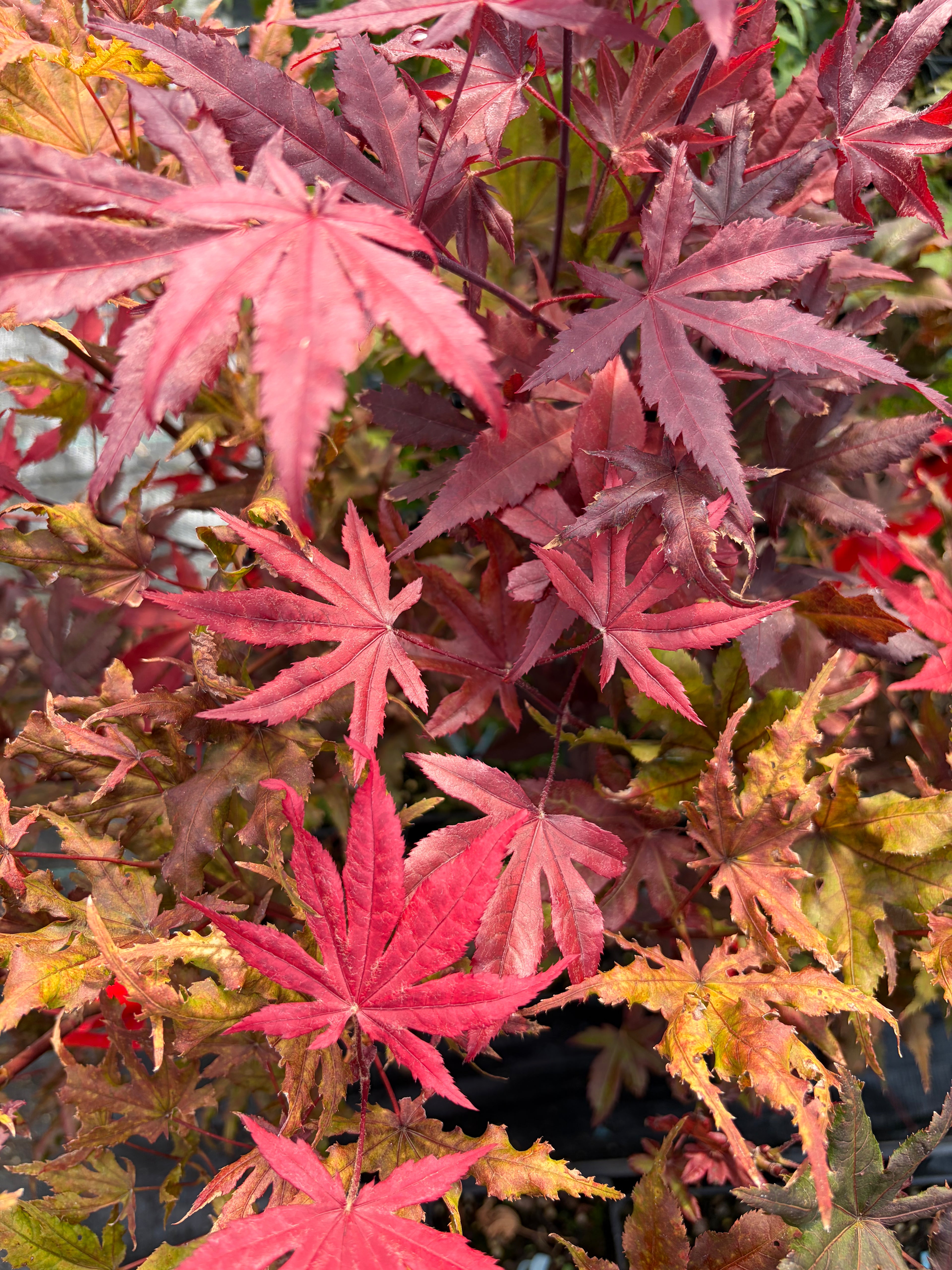 Acer Palmatum ‘Waveleaf’