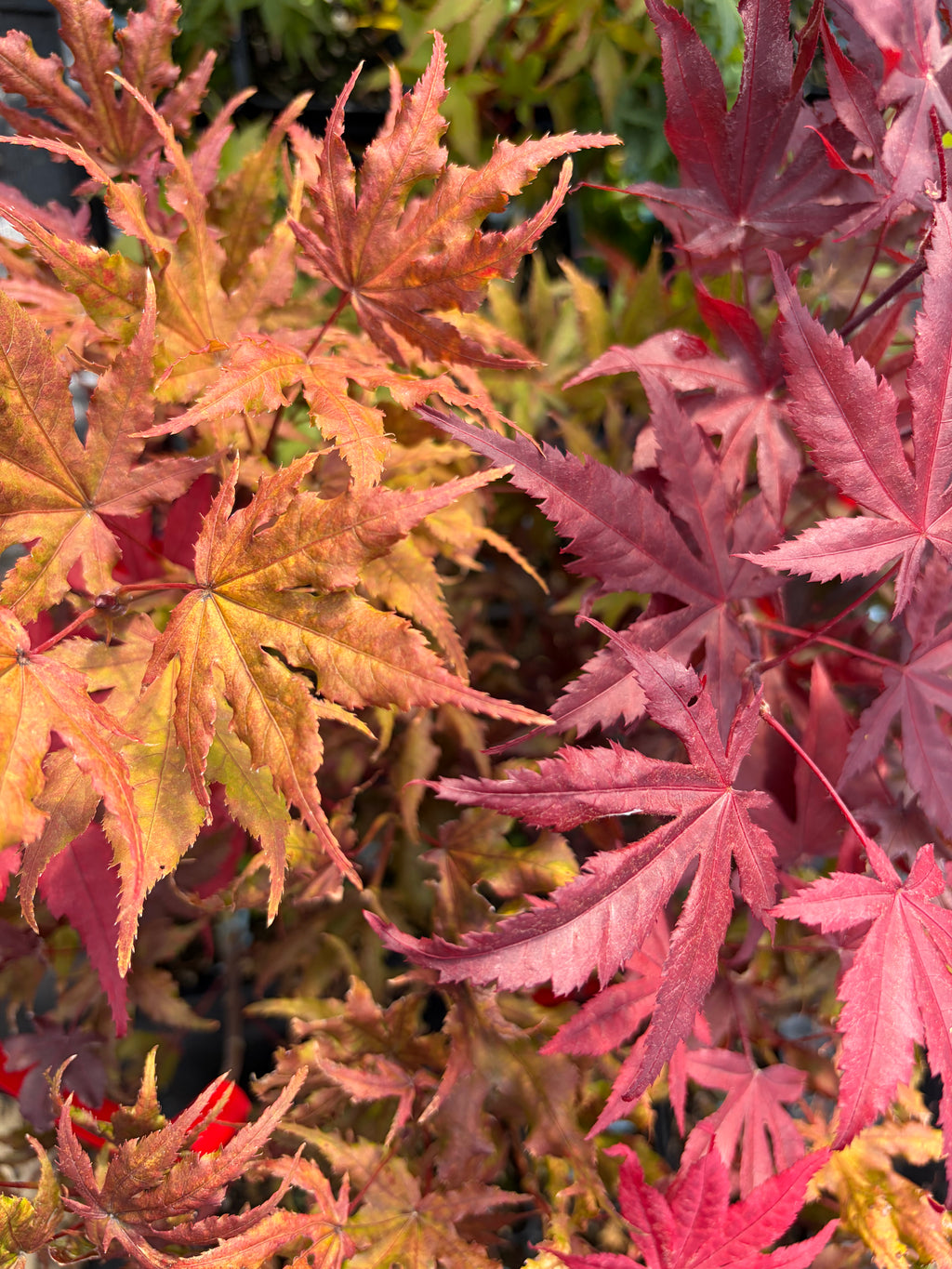 Acer Palmatum ‘Waveleaf’