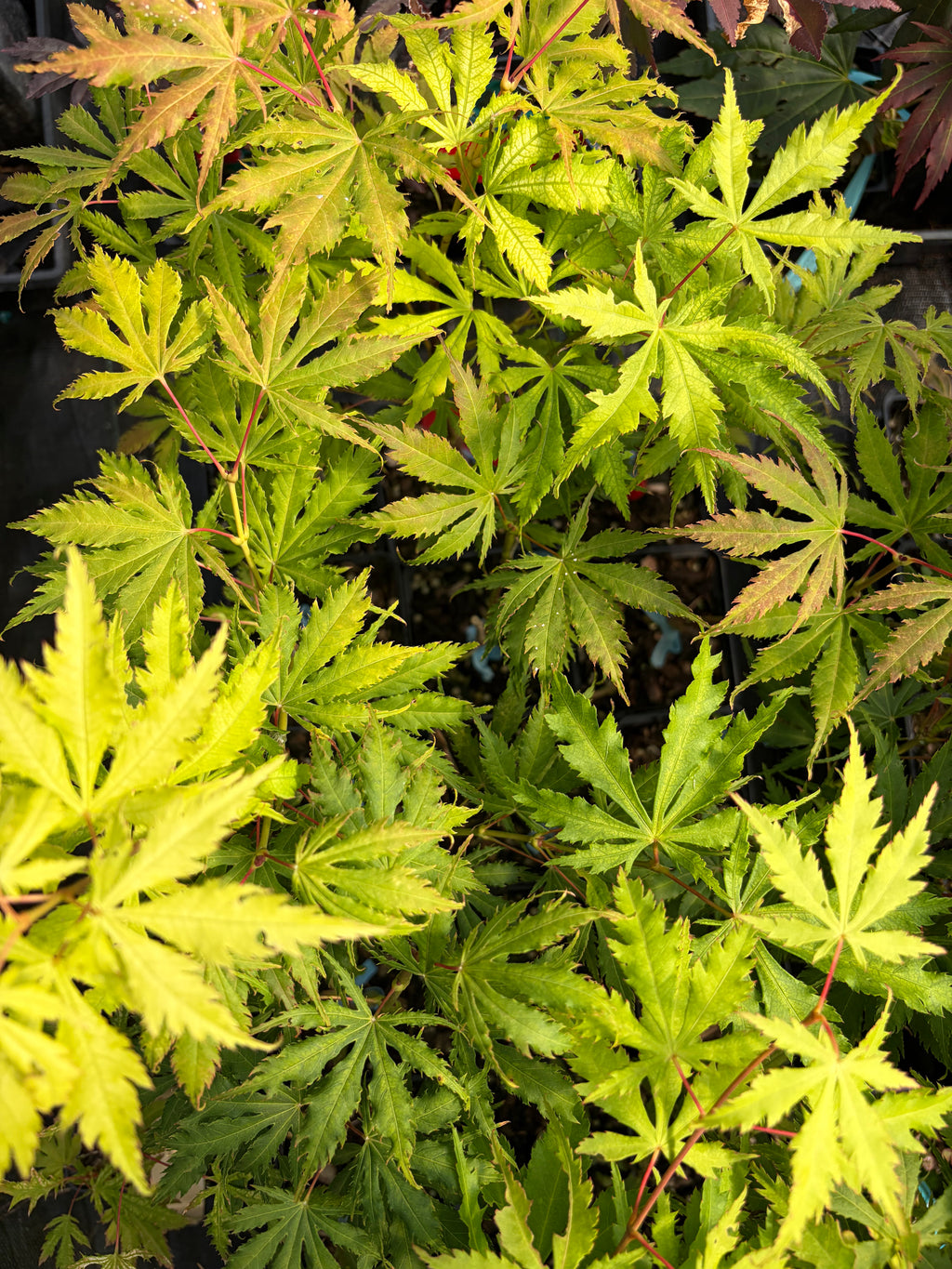 Acer Palmatum ‘Sister Ghost’