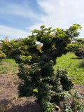 Acer Palmatum 'Mikawa Yatsubusa'