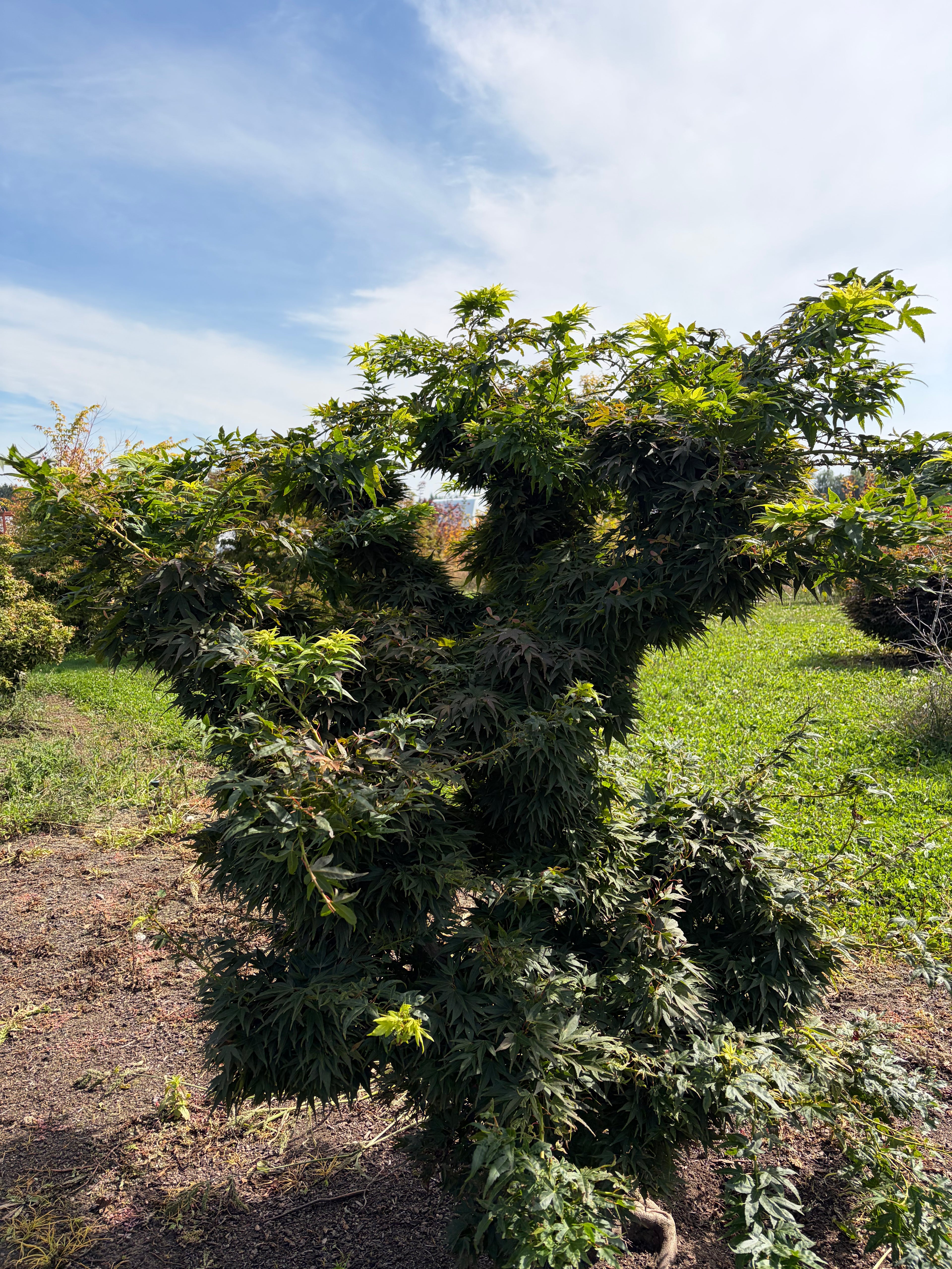 Acer Palmatum 'Mikawa Yatsubusa'
