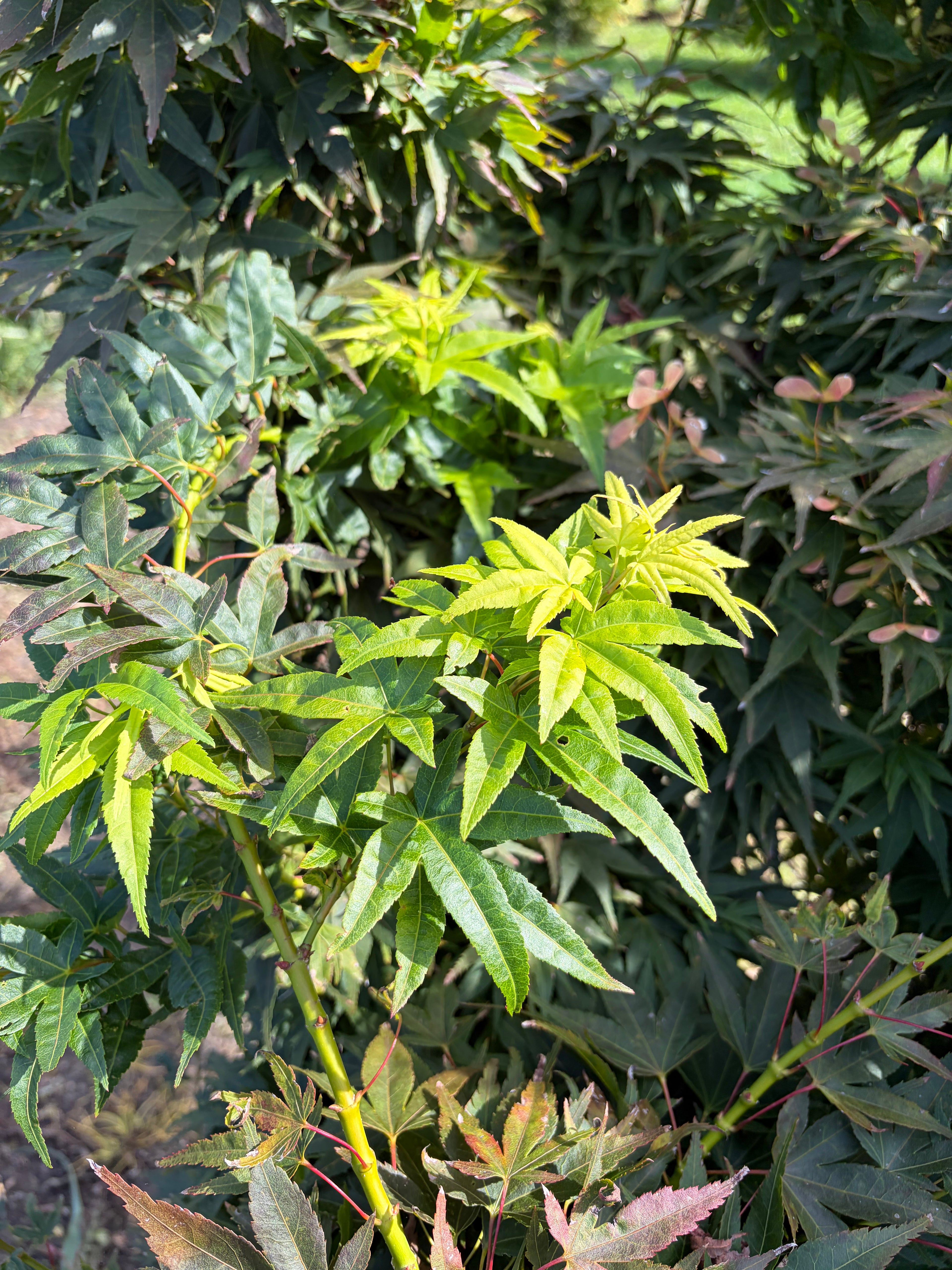 Acer Palmatum 'Mikawa Yatsubusa'