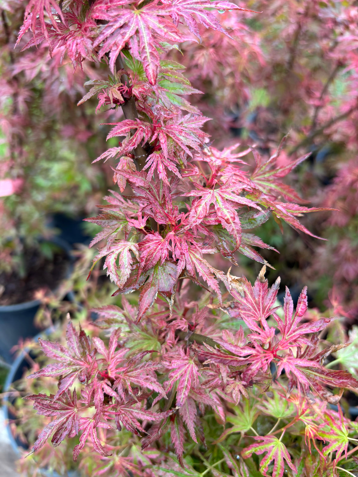 Acer Palmatum ‘Abigail Rose’