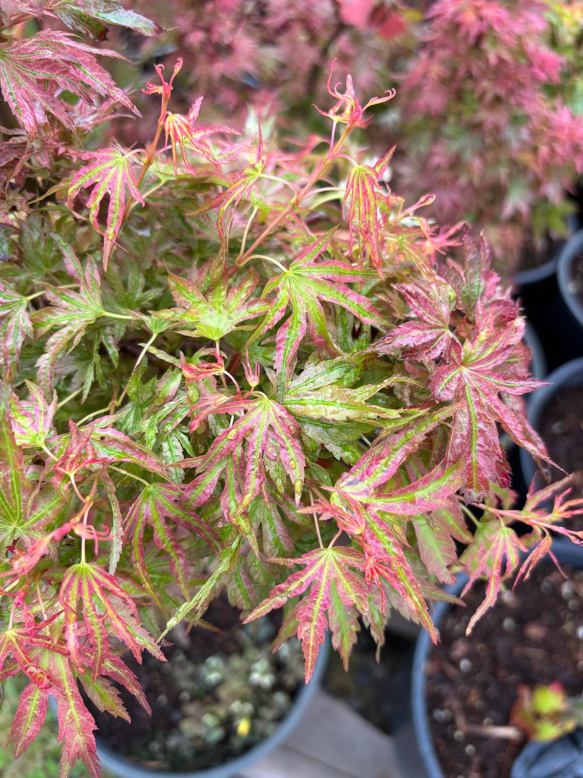 Acer Palmatum ‘Abigail Rose’