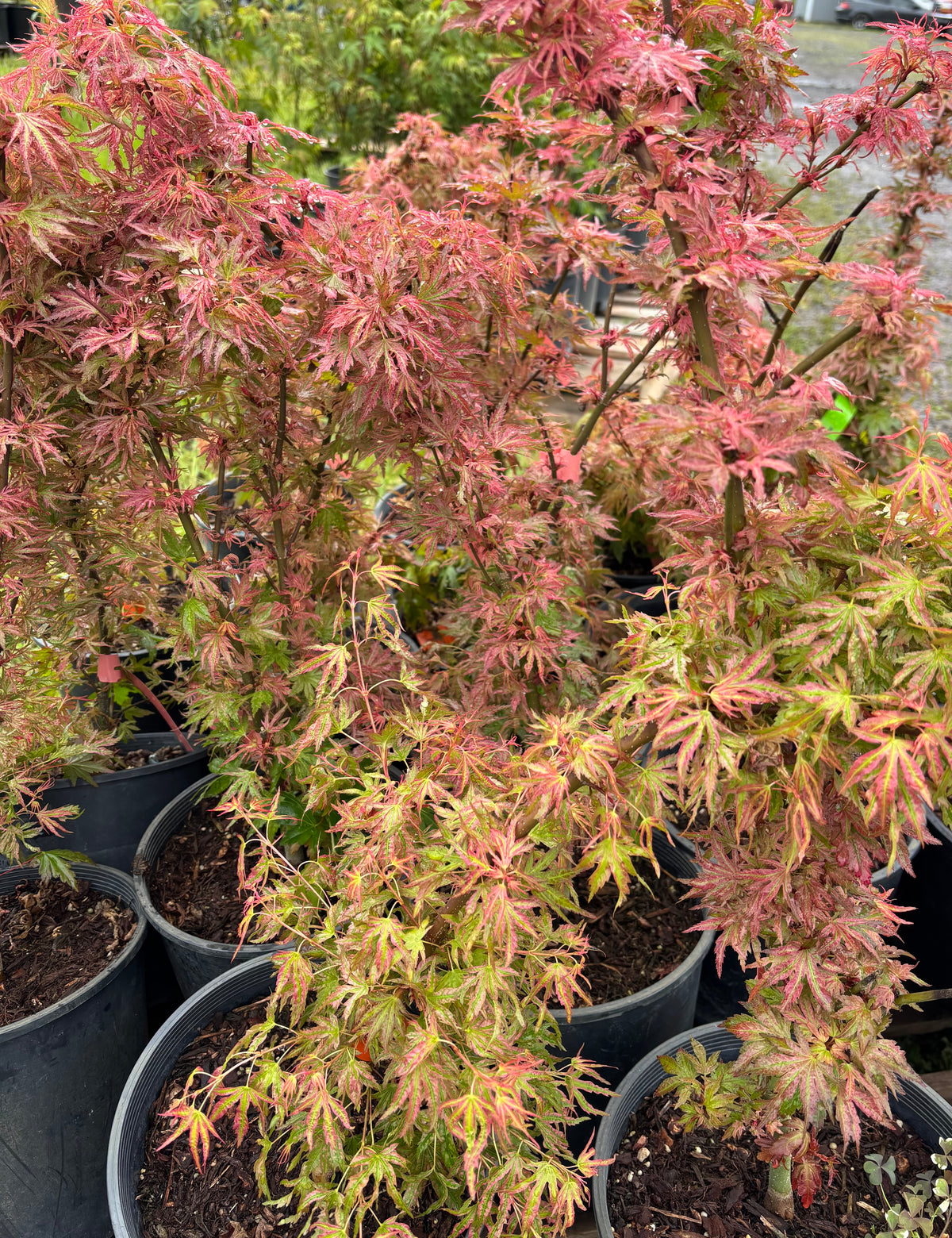 Acer Palmatum ‘Abigail Rose’