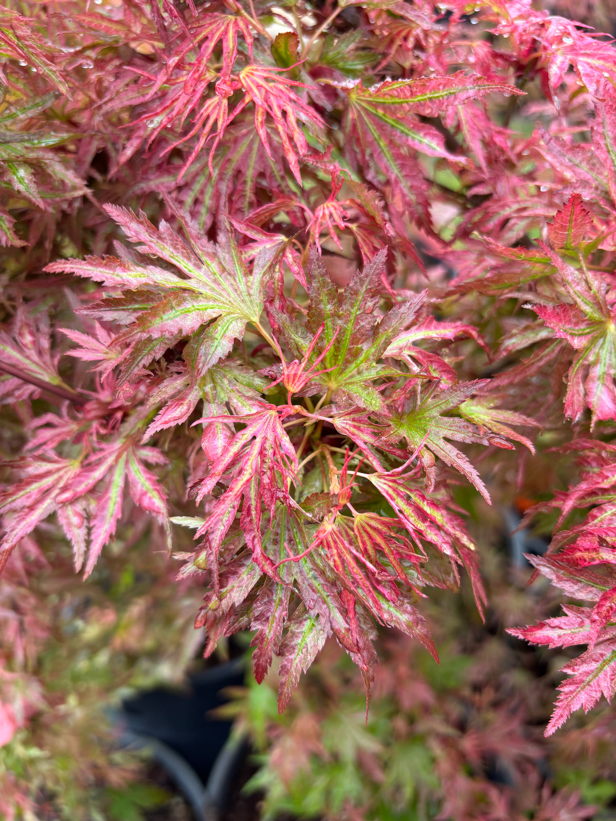 Acer Palmatum ‘Abigail Rose’