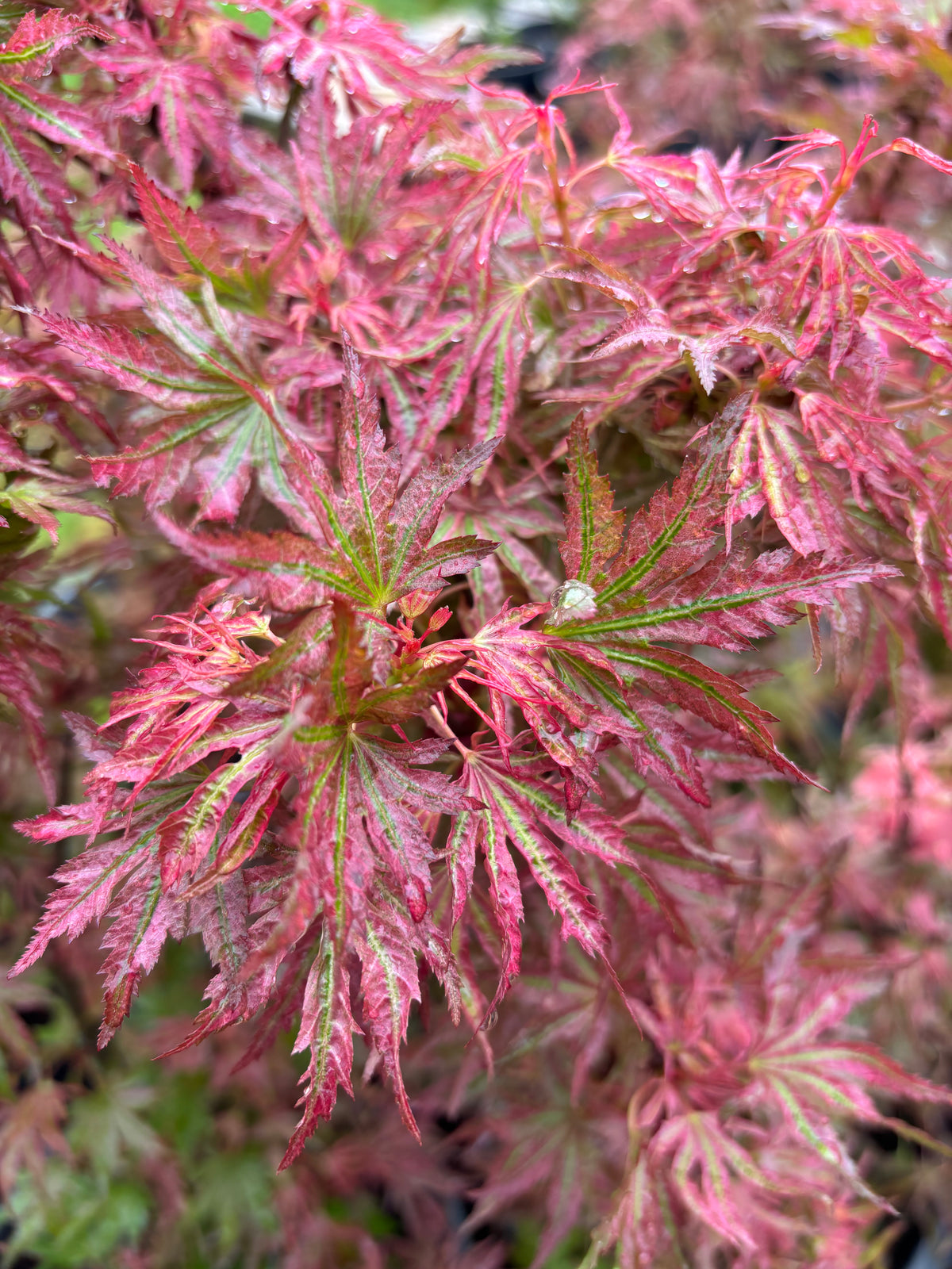 Acer Palmatum ‘Abigail Rose’