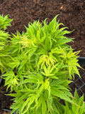 Acer Palmatum ‘Raul The Prince’ NEW/RARE