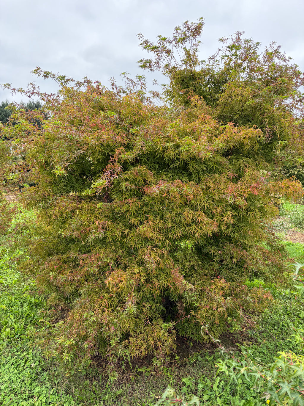 Acer Palmatum ‘Kamagata’