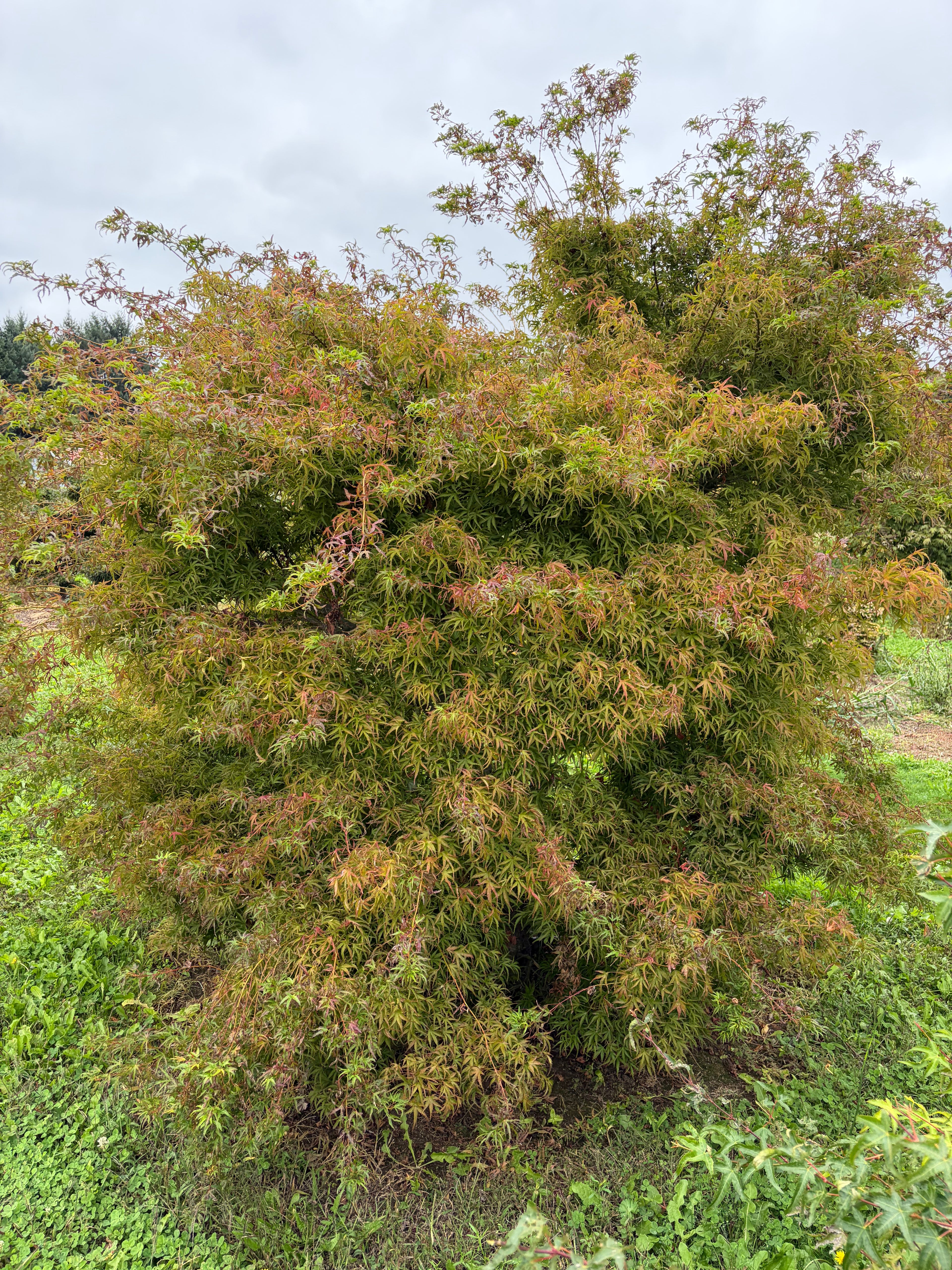 Acer Palmatum ‘Kamagata’