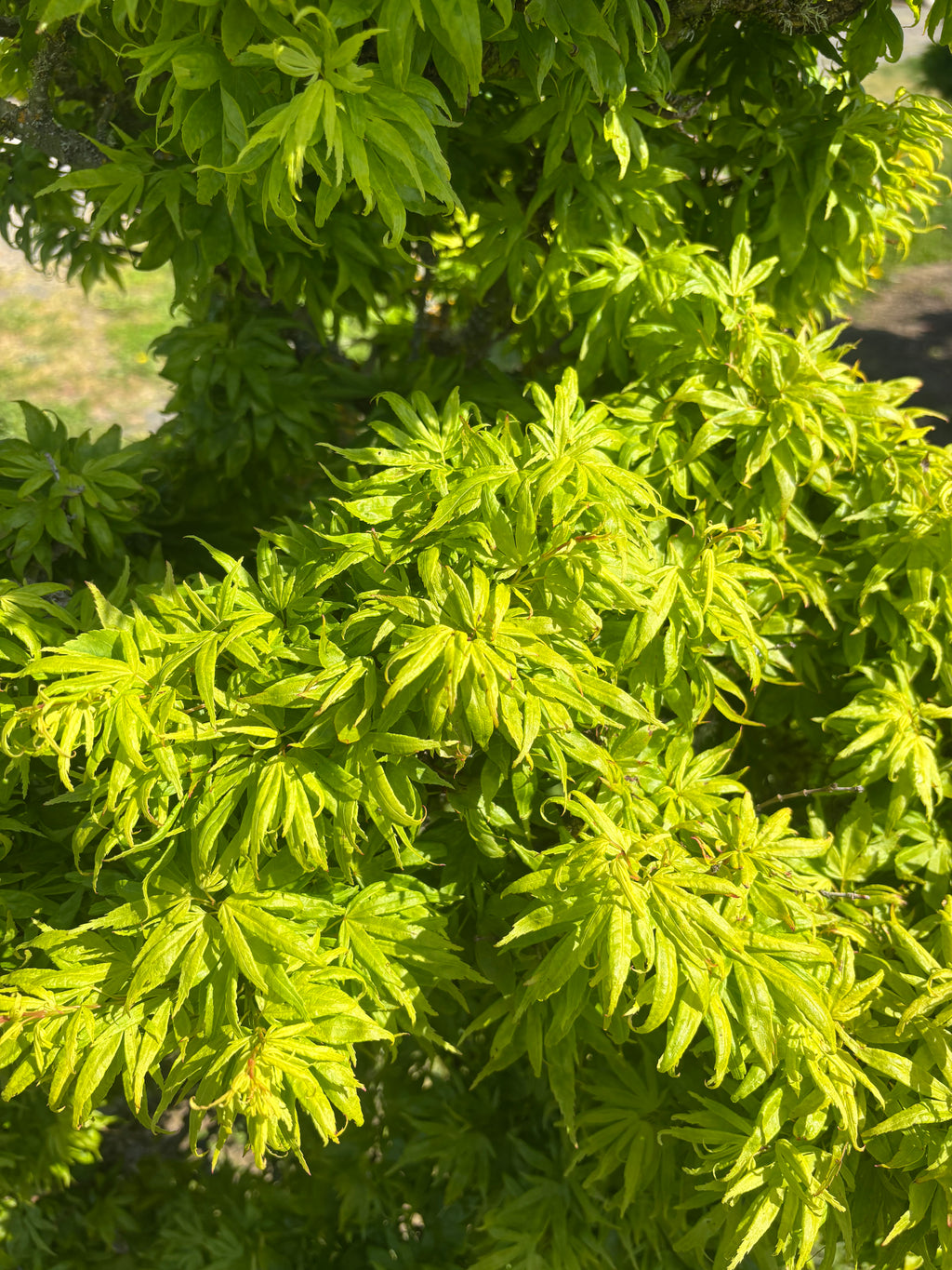 Acer Palmatum ‘El Tigre’ Mendoza