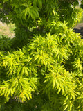 Acer Palmatum ‘El Tigre’ Mendoza
