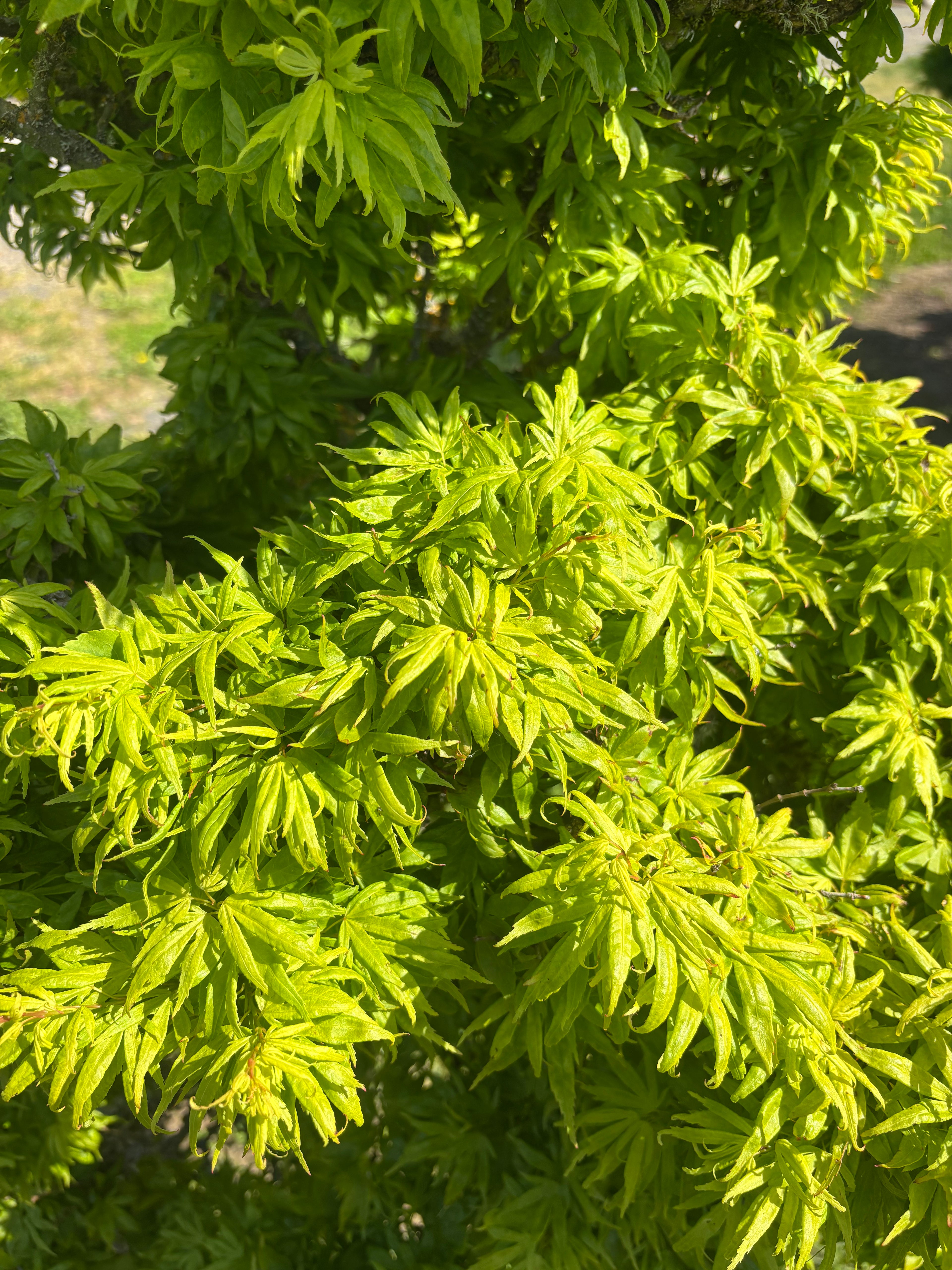 Acer Palmatum ‘El Tigre’ Mendoza
