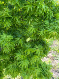 Acer Palmatum ‘El Tigre’ Mendoza