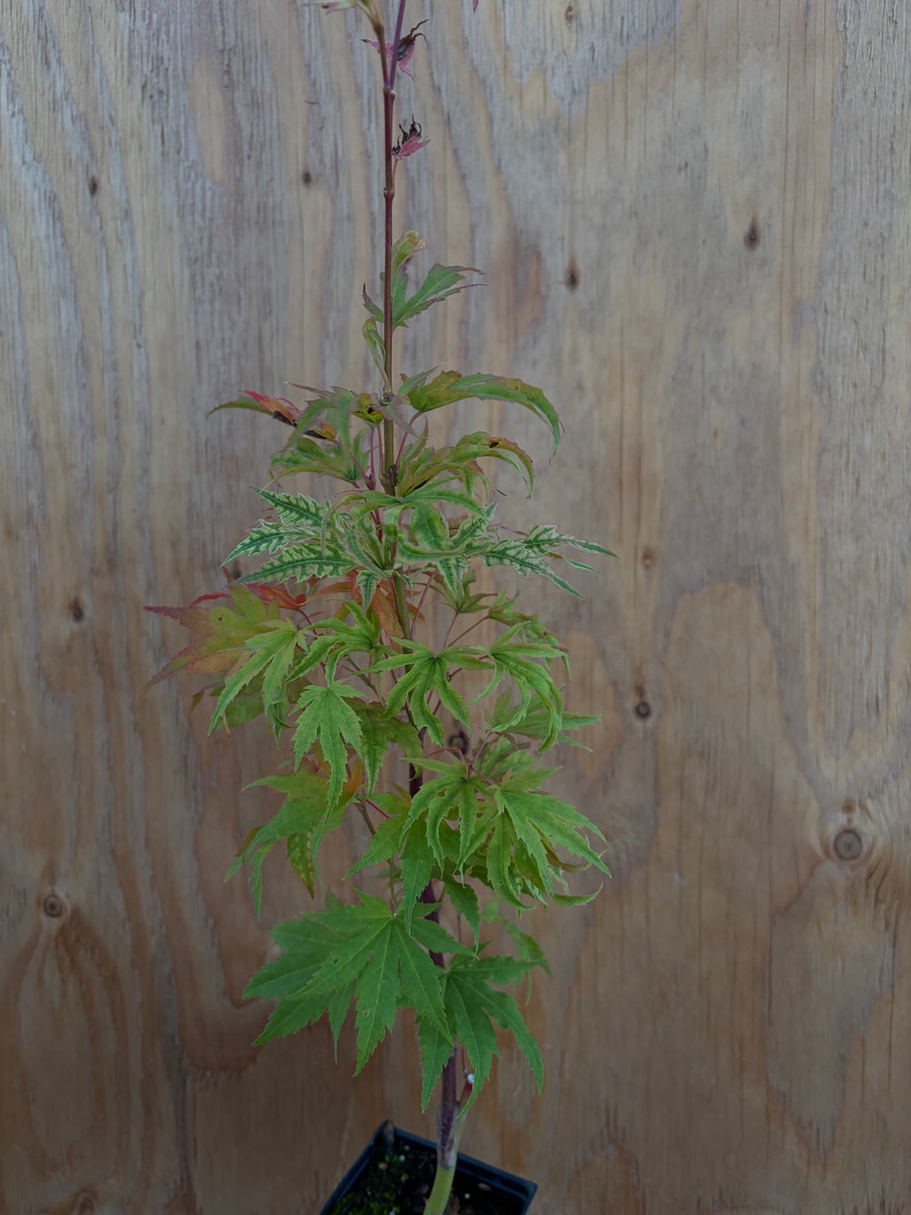 Acer Palmatum ‘Yama Nishiki’