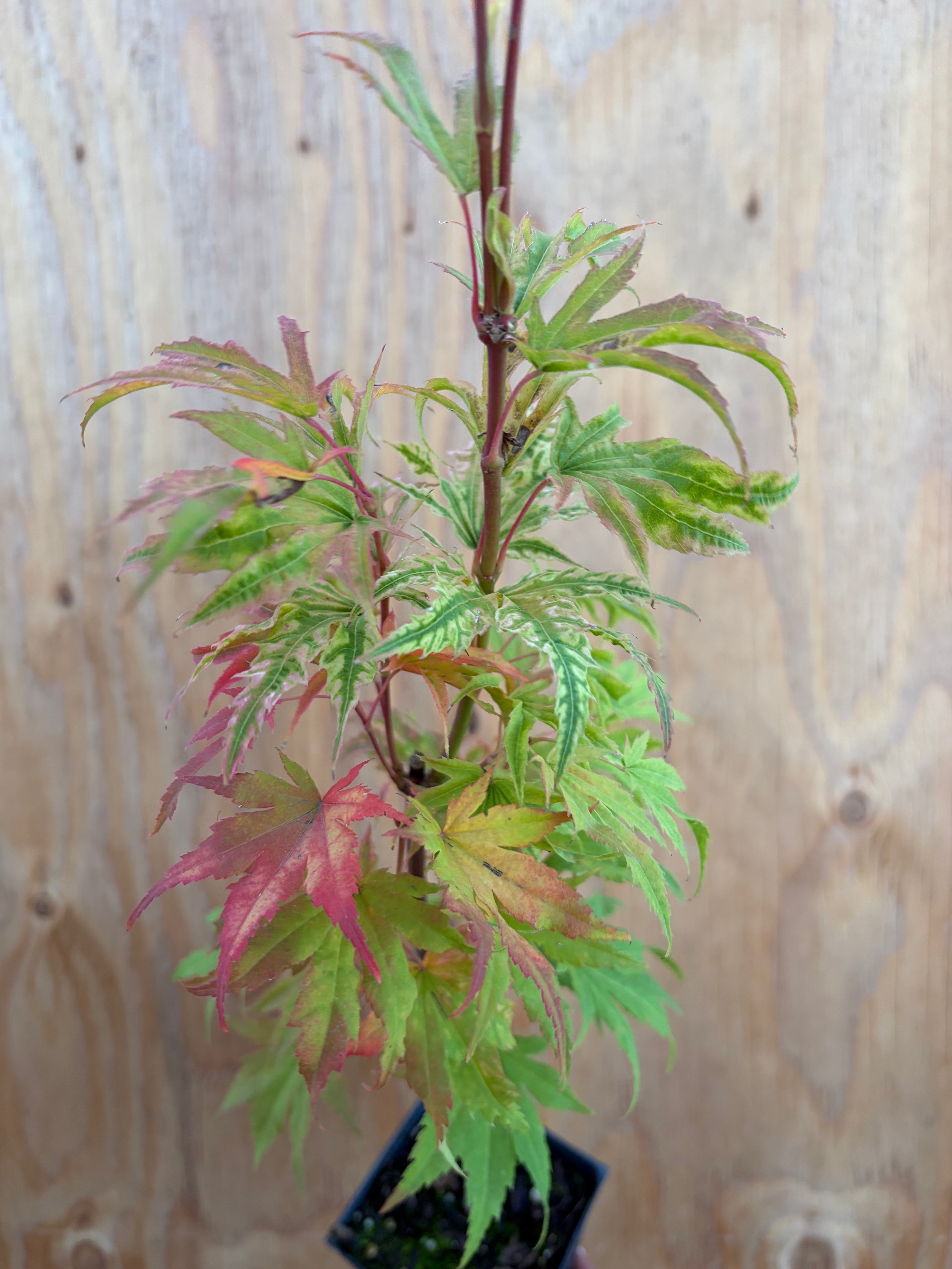 Acer Palmatum ‘Yama Nishiki’