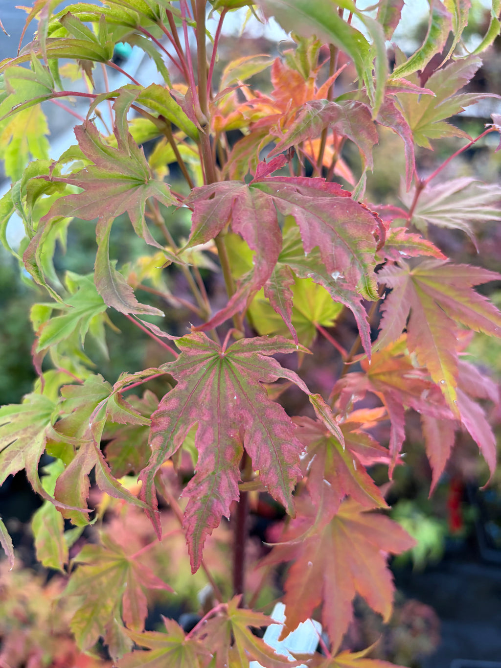 Acer Palmatum ‘Yama Nishiki’