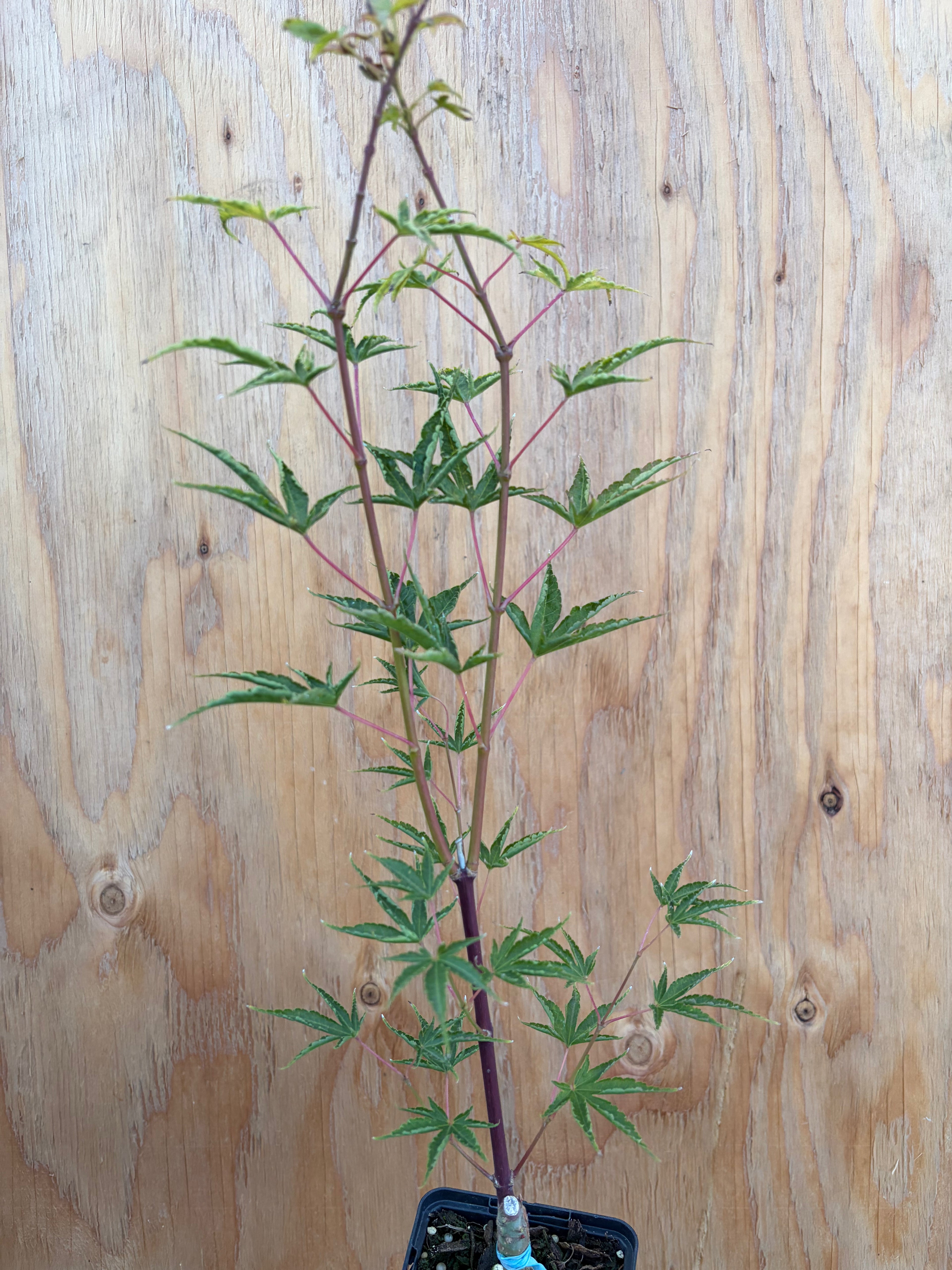 Acer Palmatum ‘Okushimo’