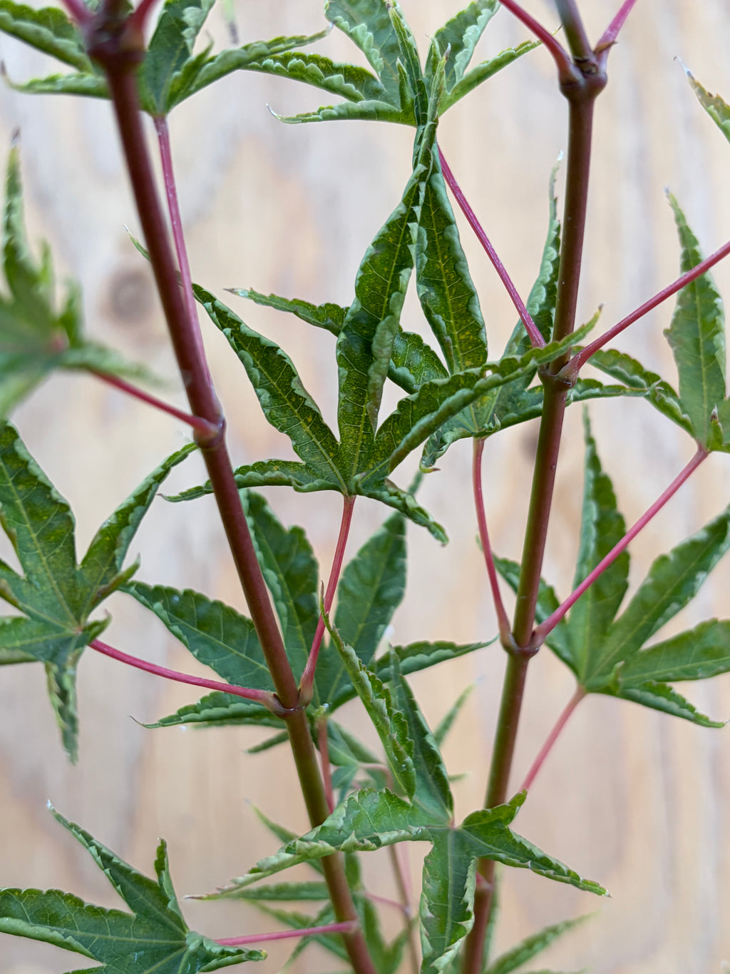Acer Palmatum ‘Okushimo’