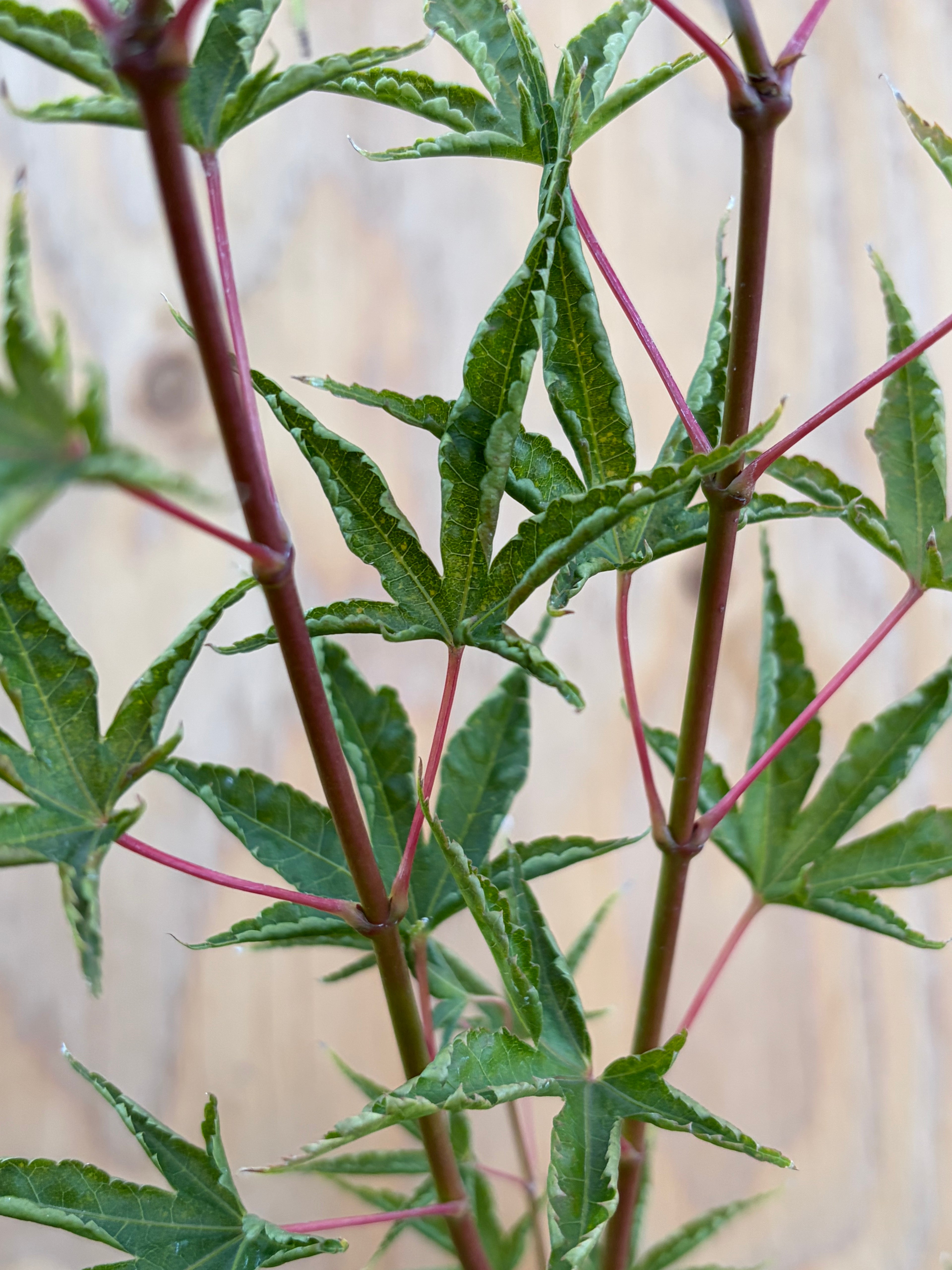 Acer Palmatum ‘Okushimo’
