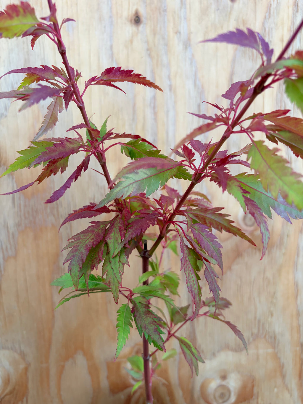 Acer Palmatum ‘Beni Hagoromo’