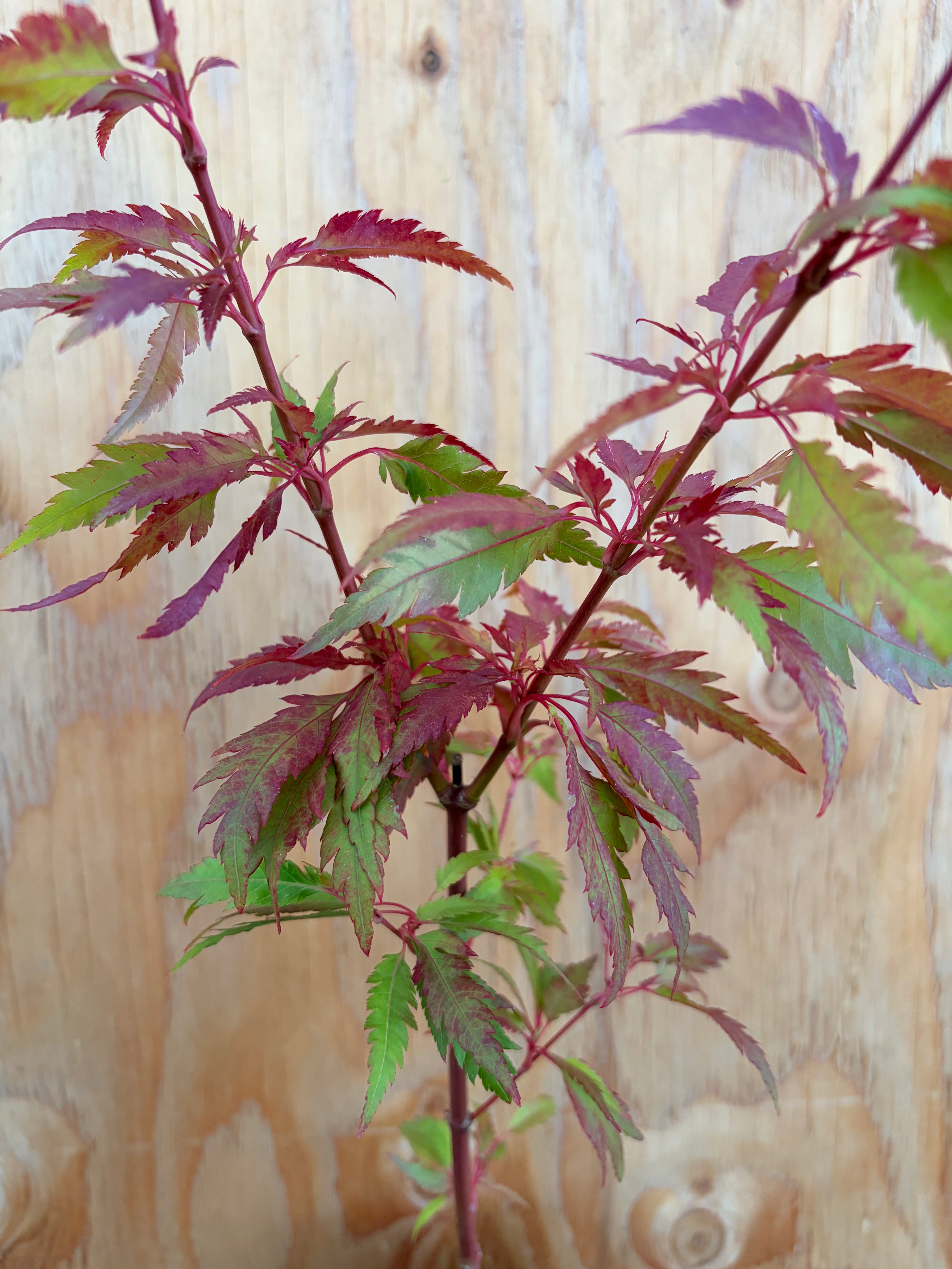 Acer Palmatum ‘Beni Hagoromo’