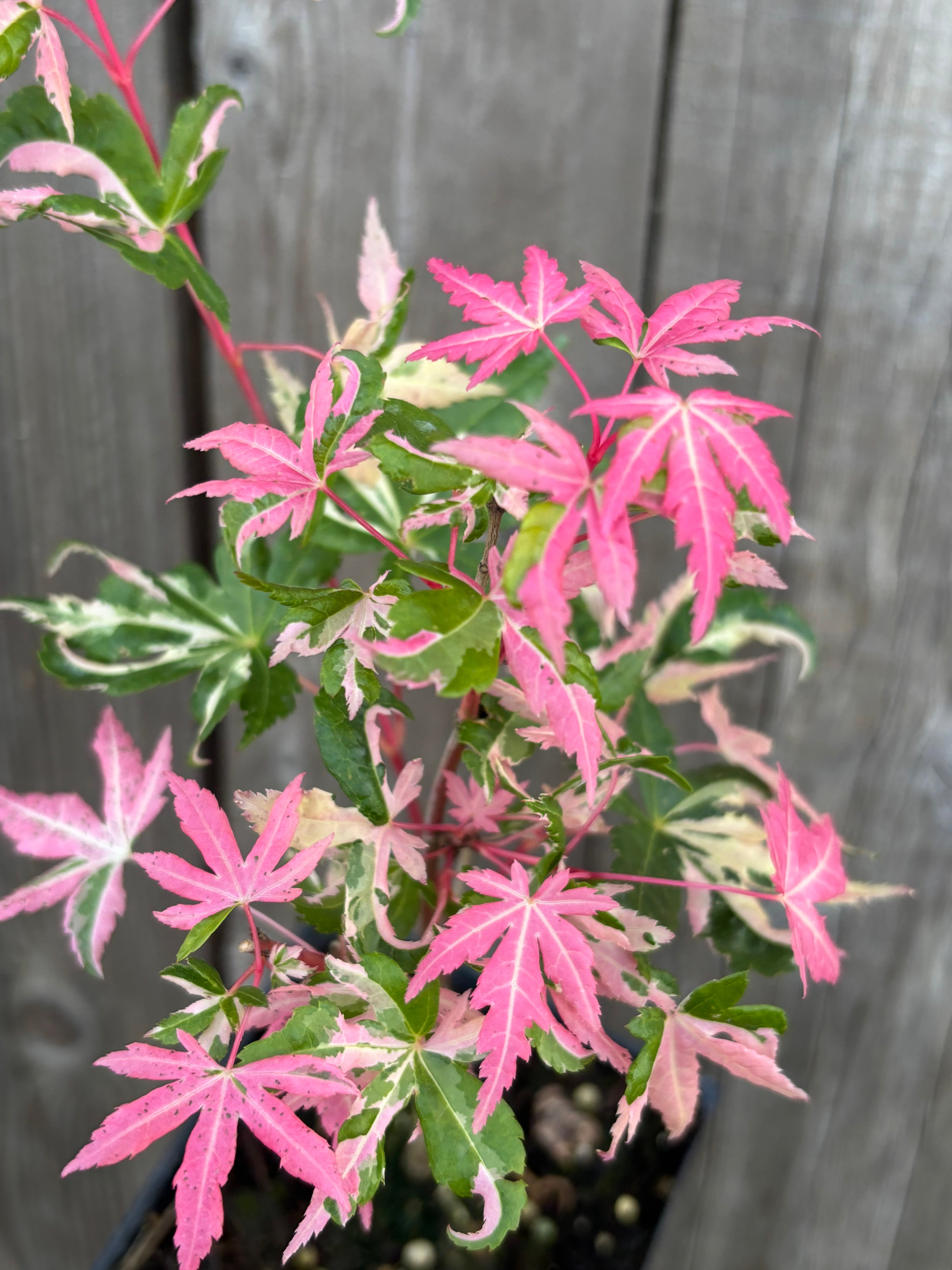 Acer Palmatum ‘Taiyo Nishiki’
