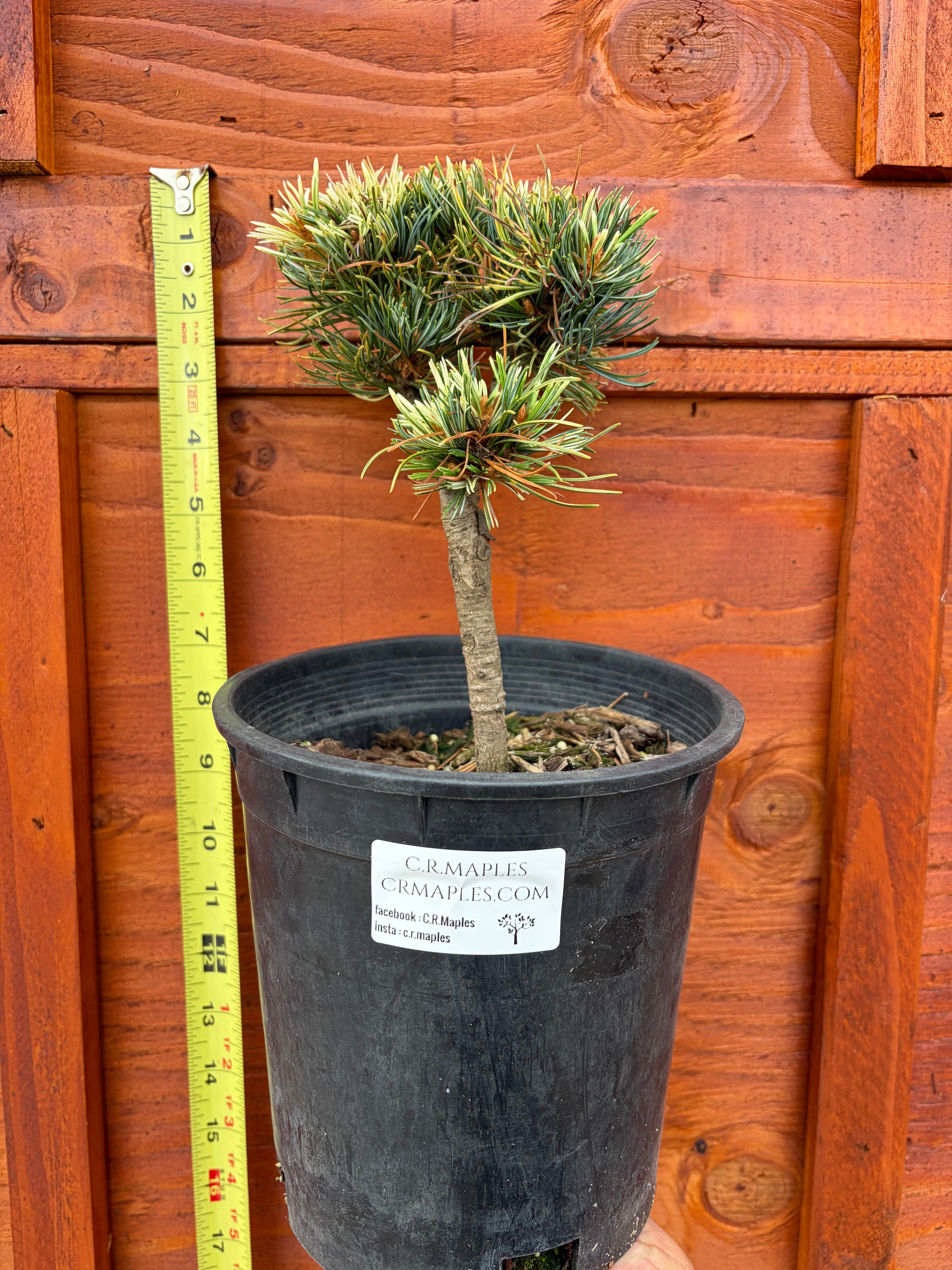 Pinus parviflora 'Tanima no yuki'
